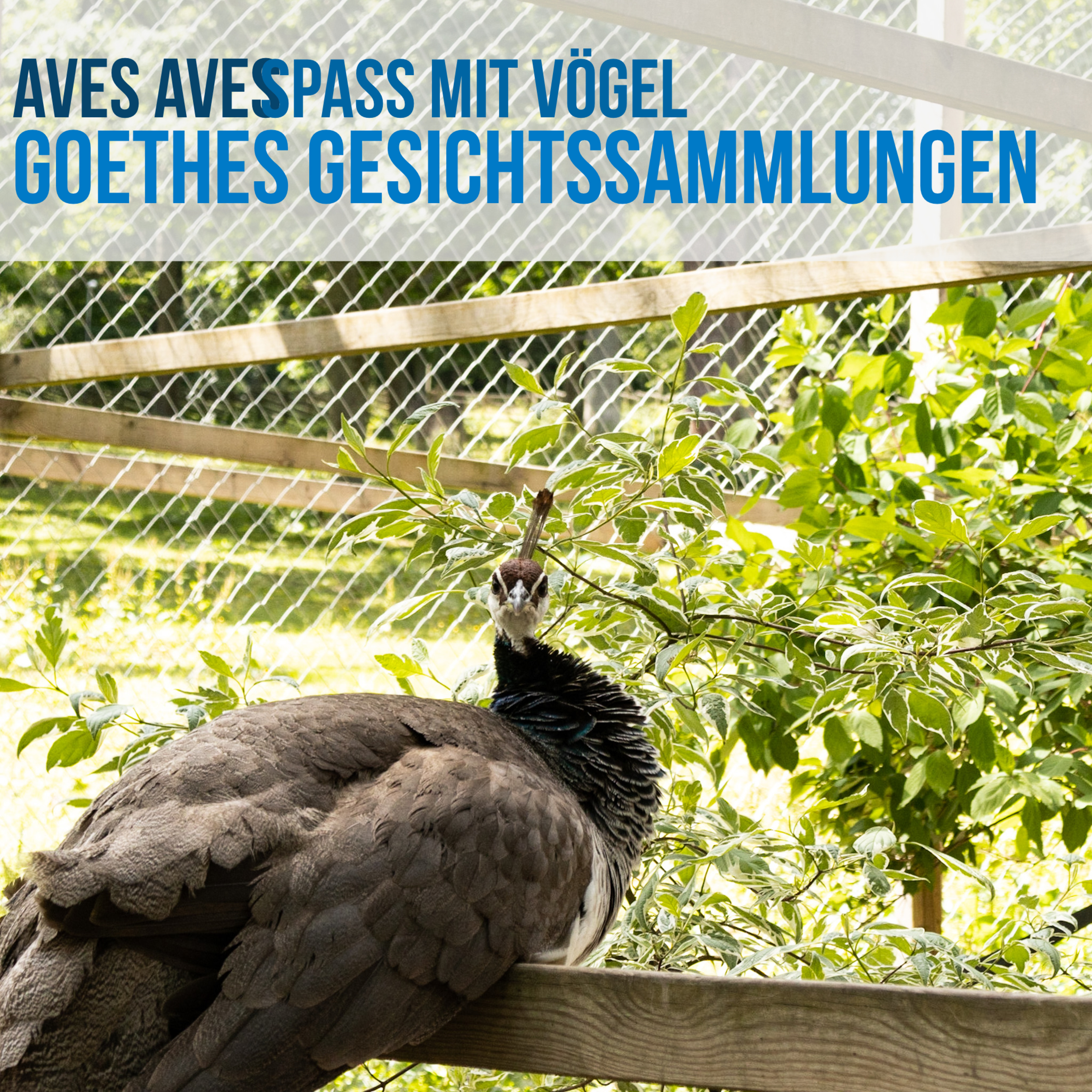 Aves Aves - Spass mit Vögel