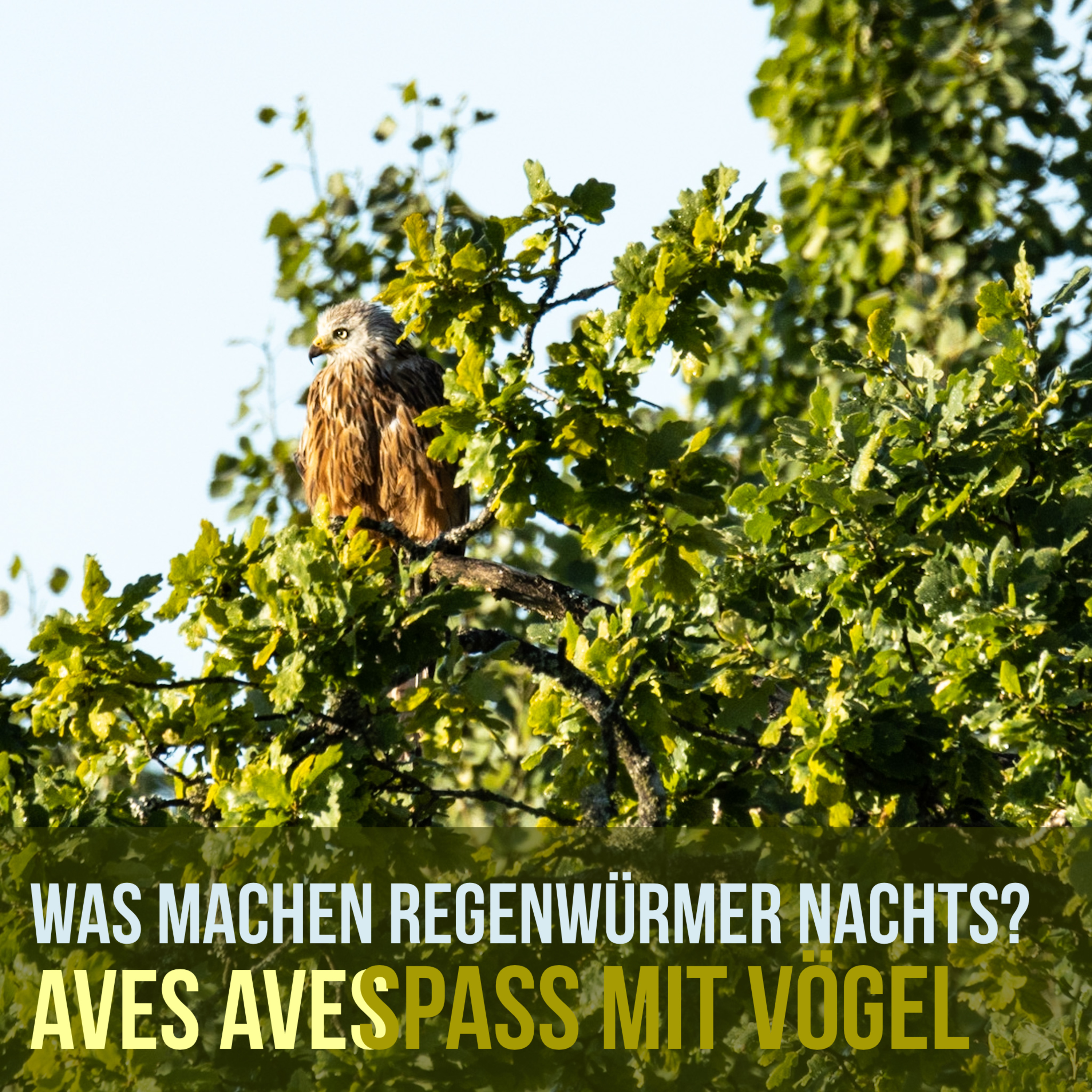 Aves Aves - Spass mit Vögel