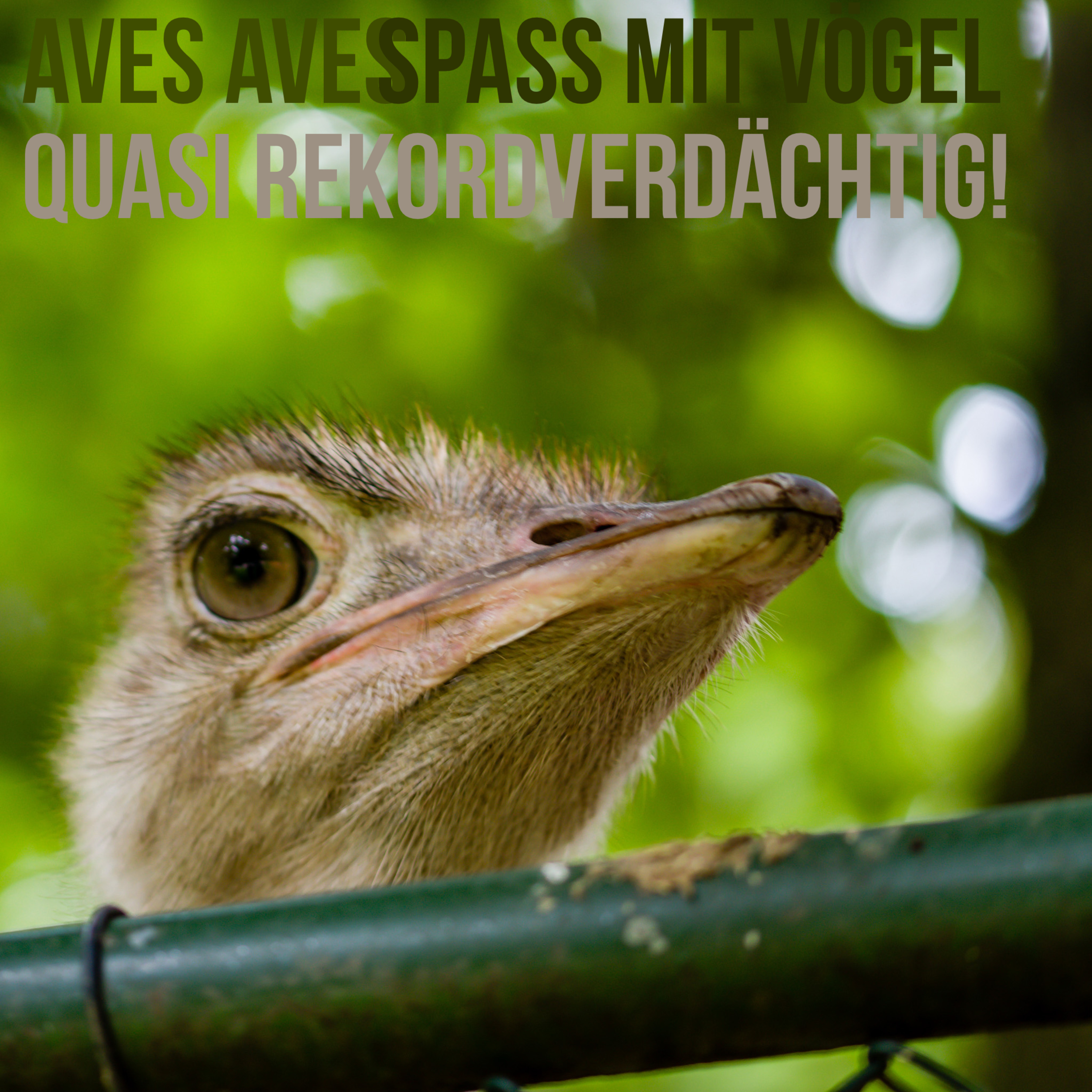 Aves Aves - Spass mit Vögel