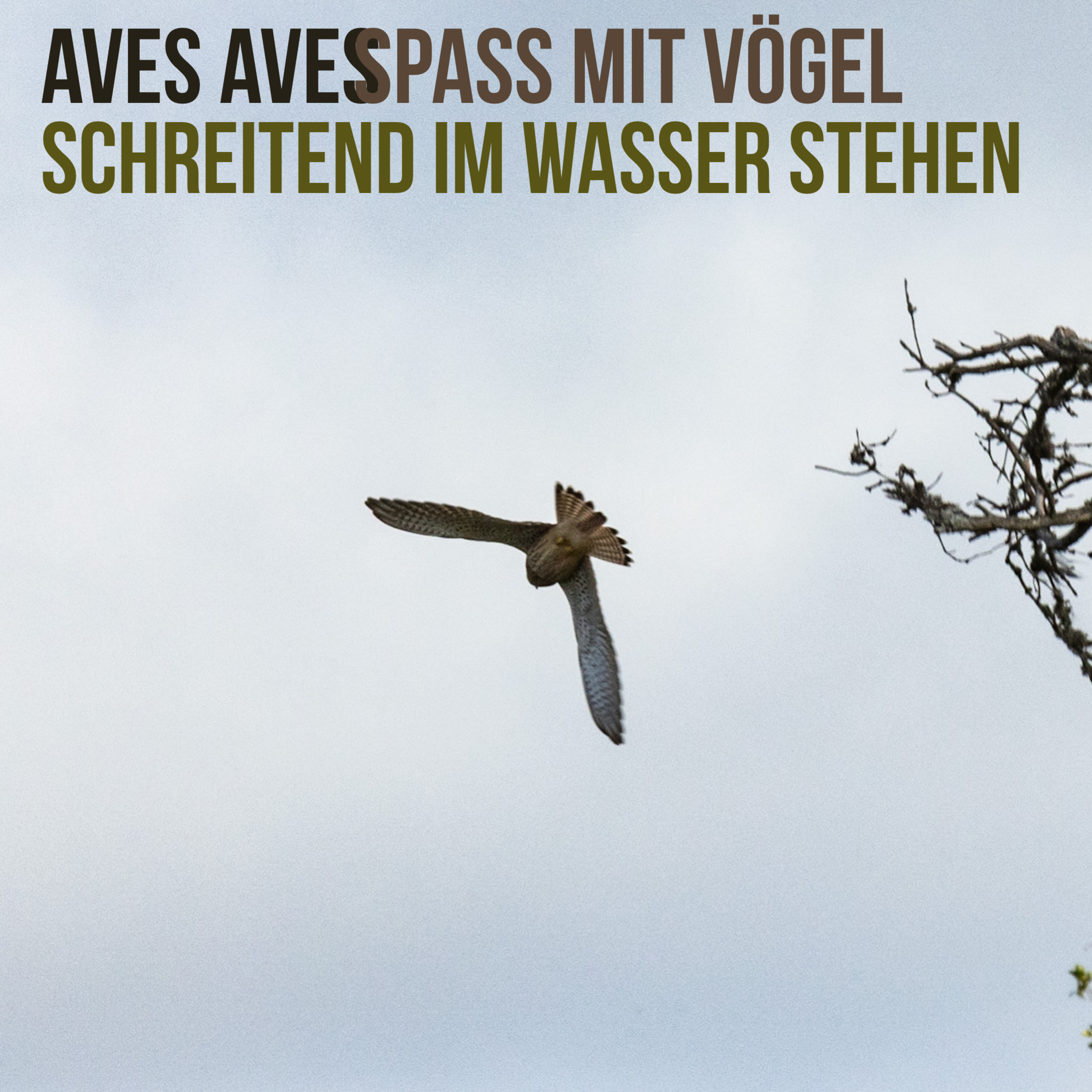 Aves Aves - Spass mit Vögel