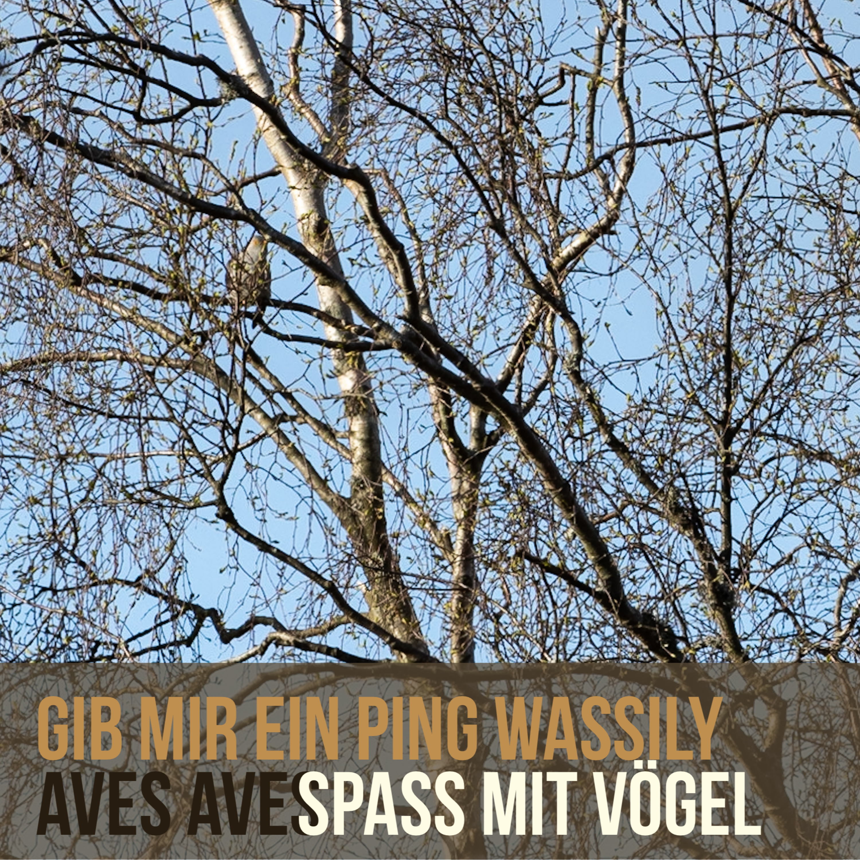 Aves Aves - Spass mit Vögel