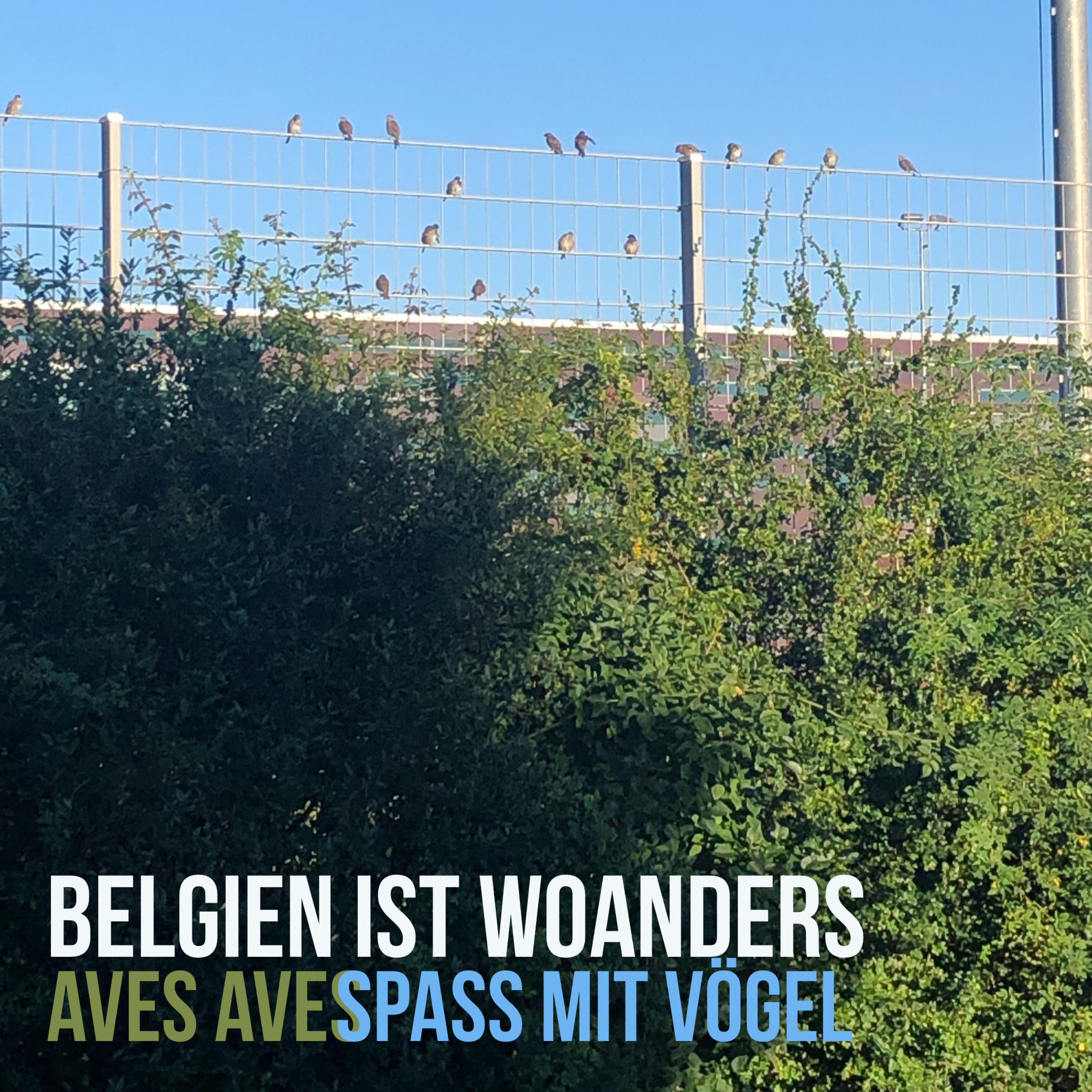 Aves Aves - Spass mit Vögel