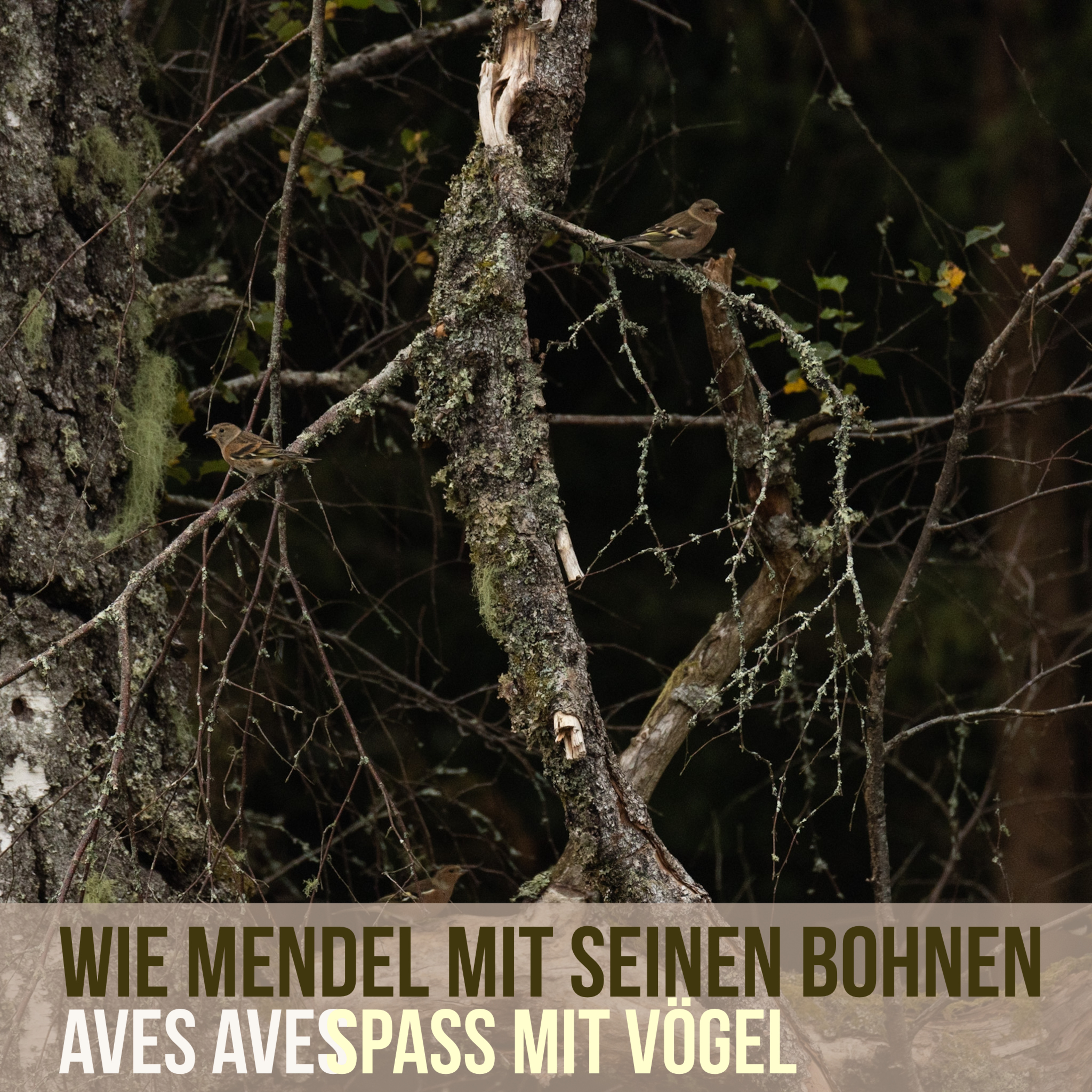 Aves Aves - Spass mit Vögel