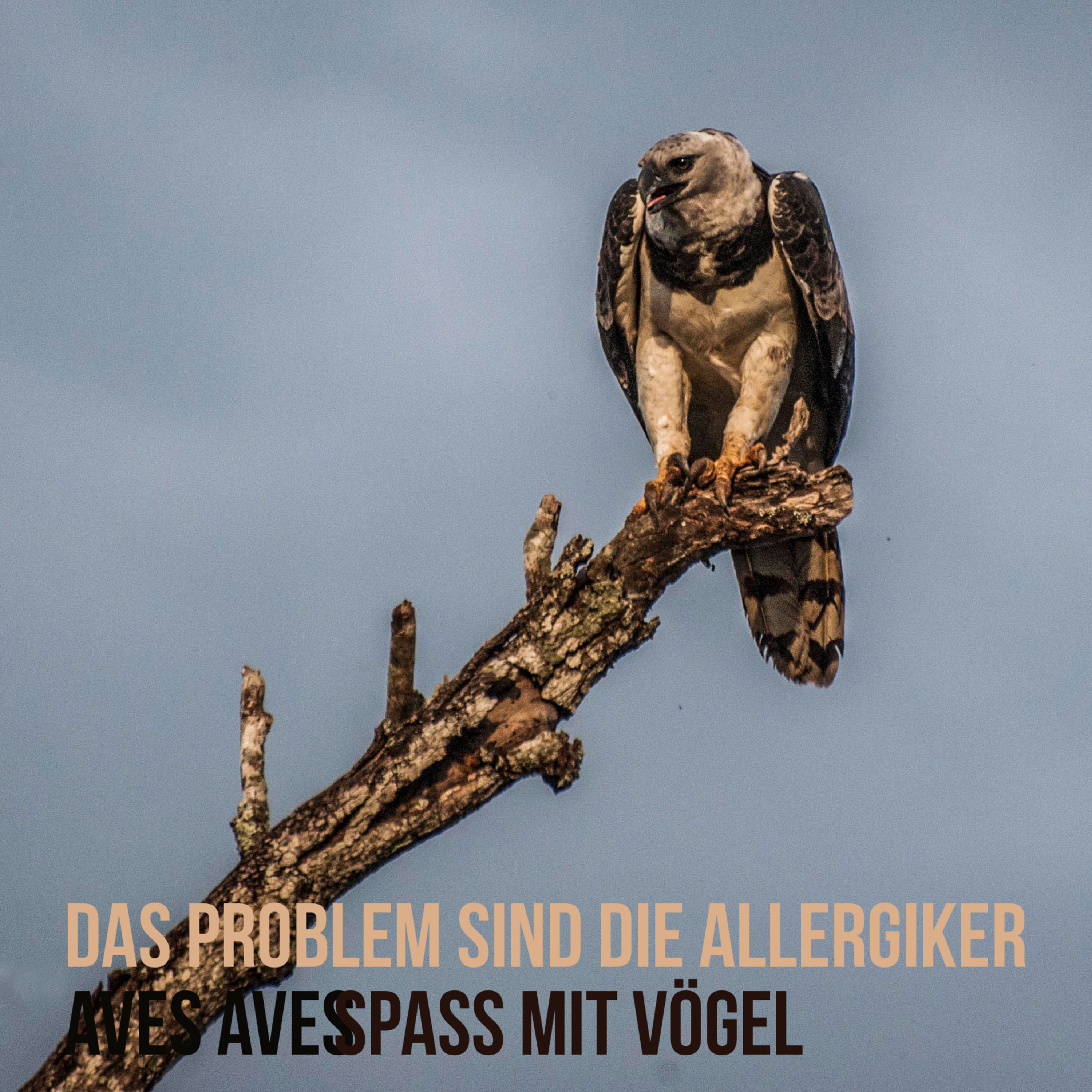 Aves Aves - Spass mit Vögel