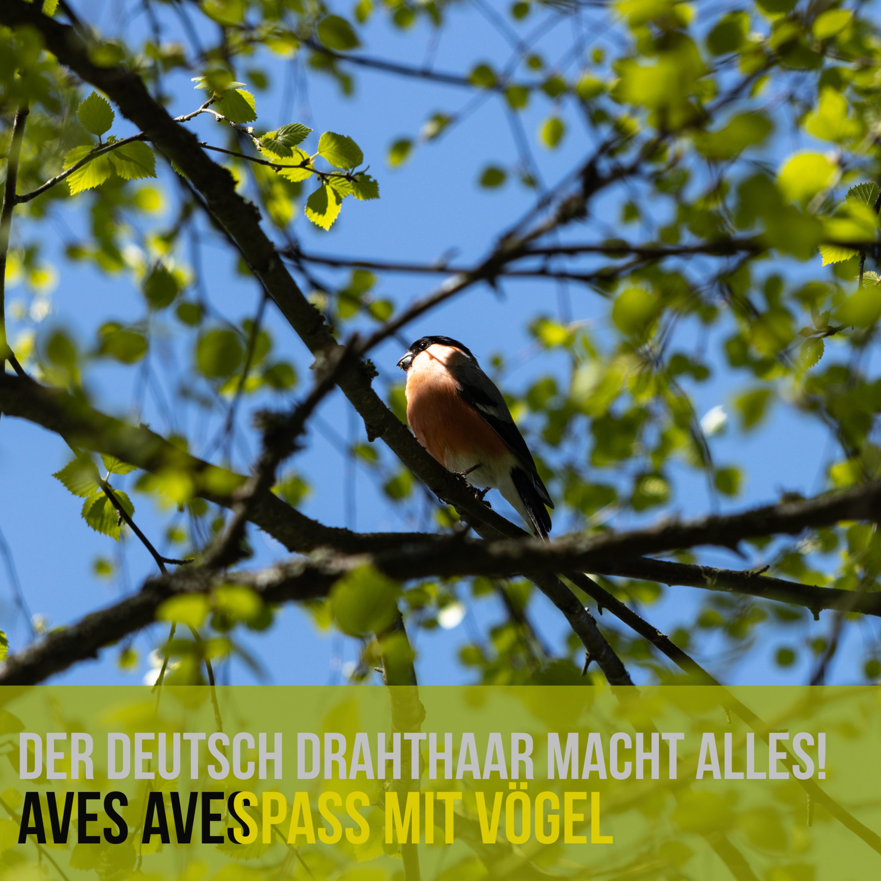 Aves Aves - Spass mit Vögel