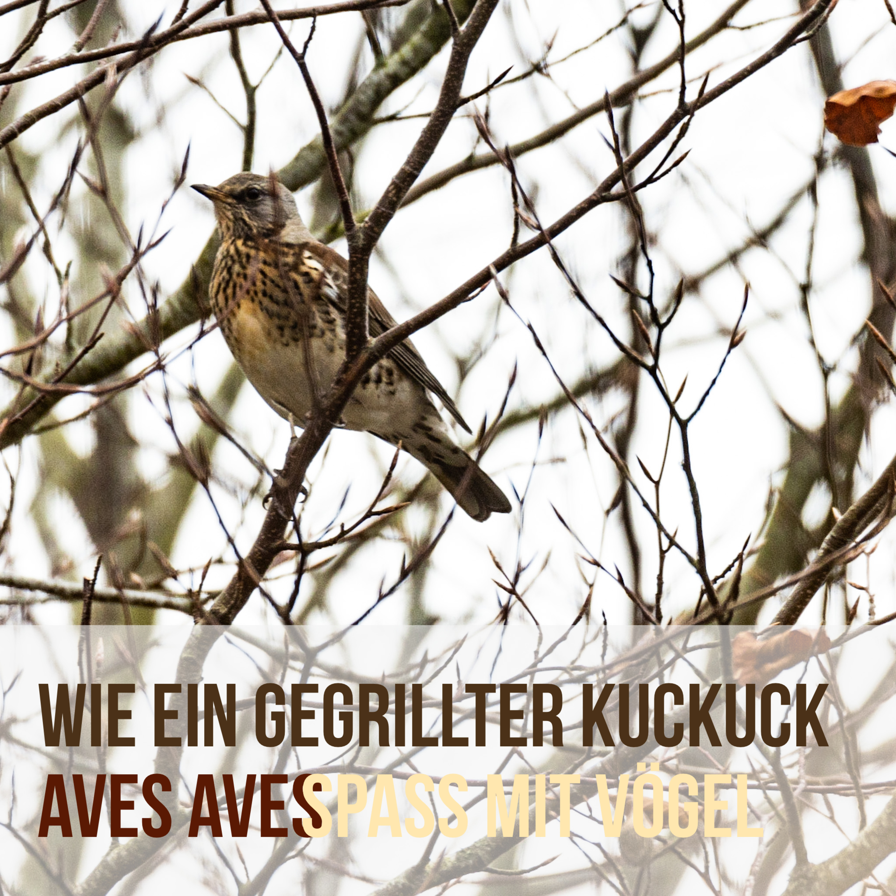 Aves Aves - Spass mit Vögel