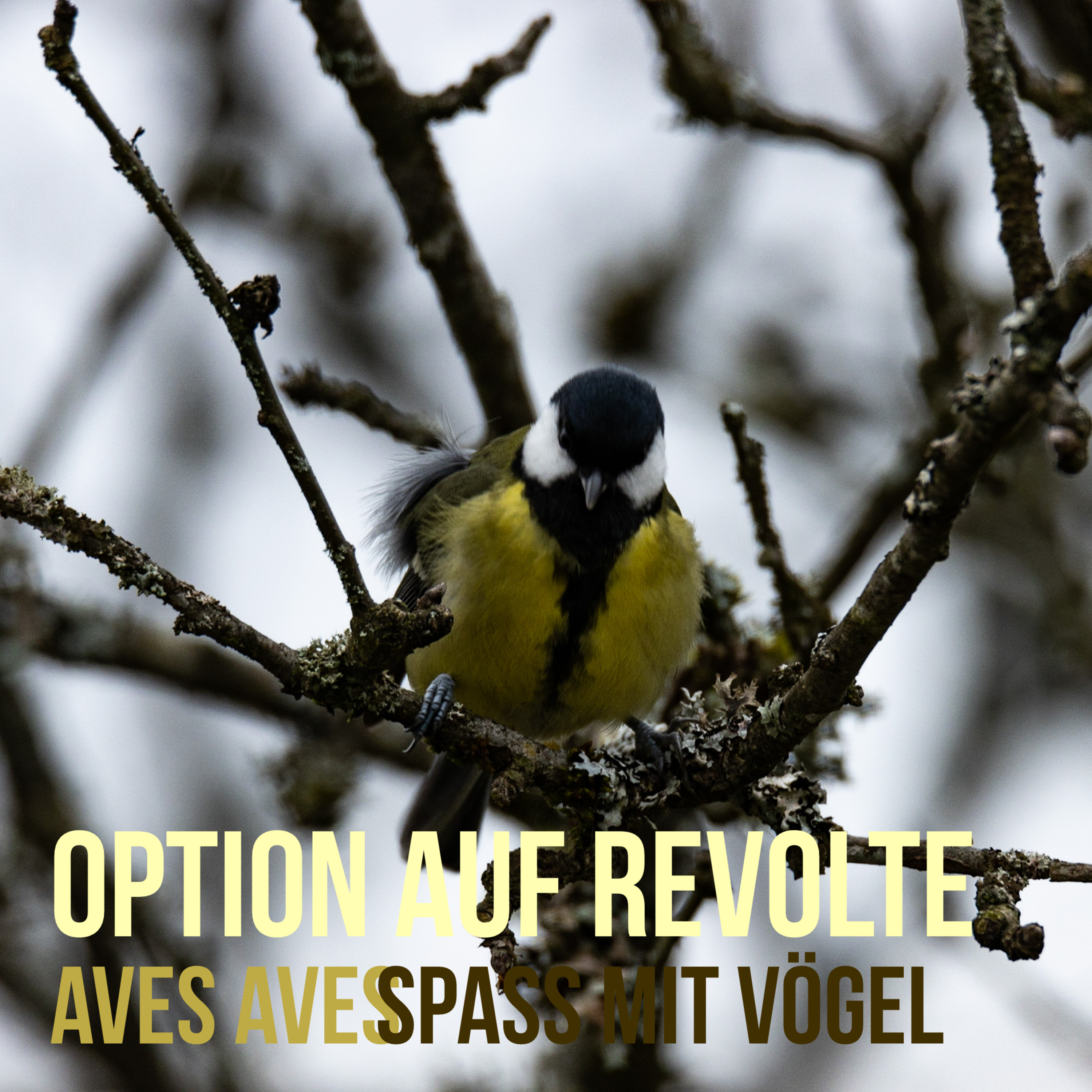 Aves Aves - Spass mit Vögel
