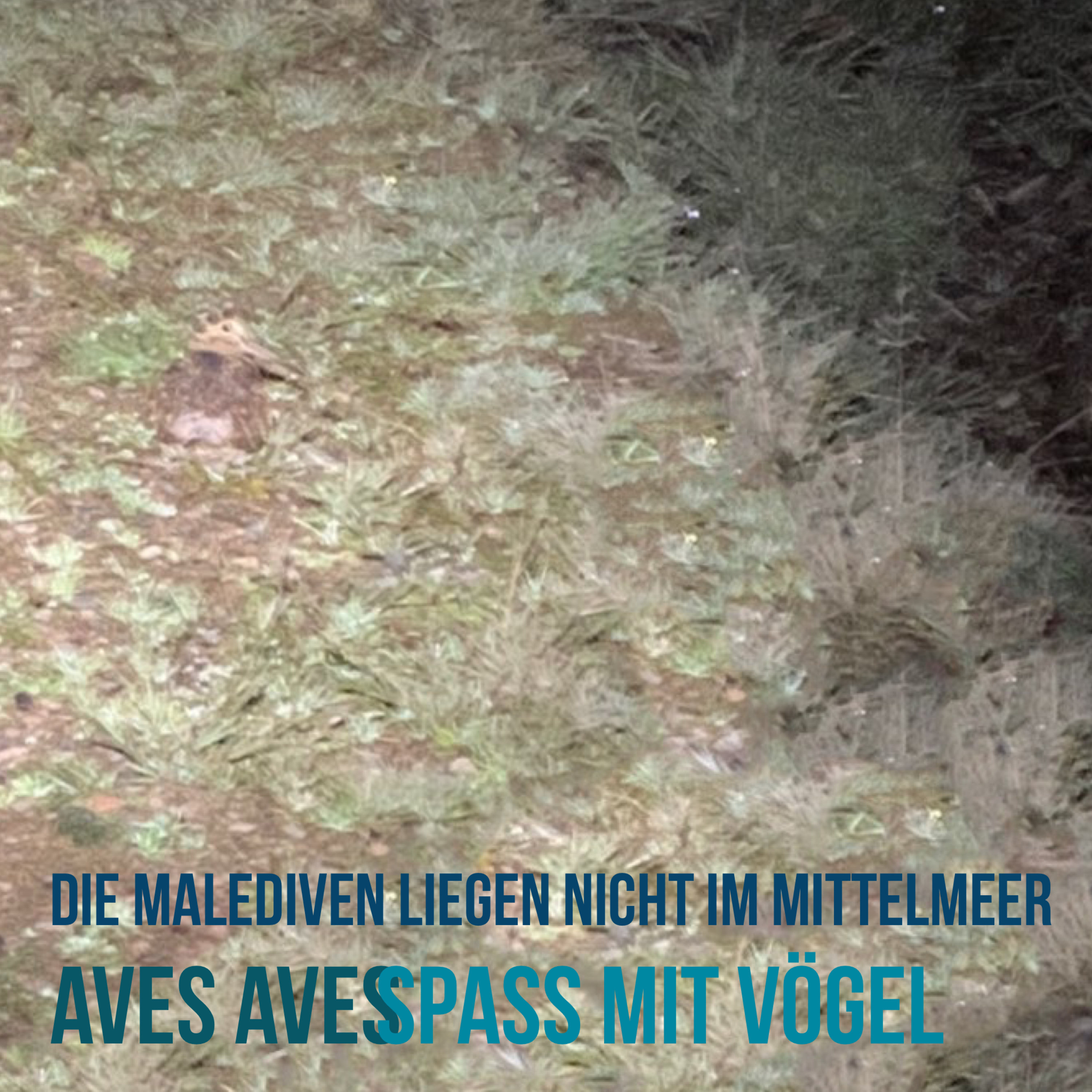 Aves Aves - Spass mit Vögel