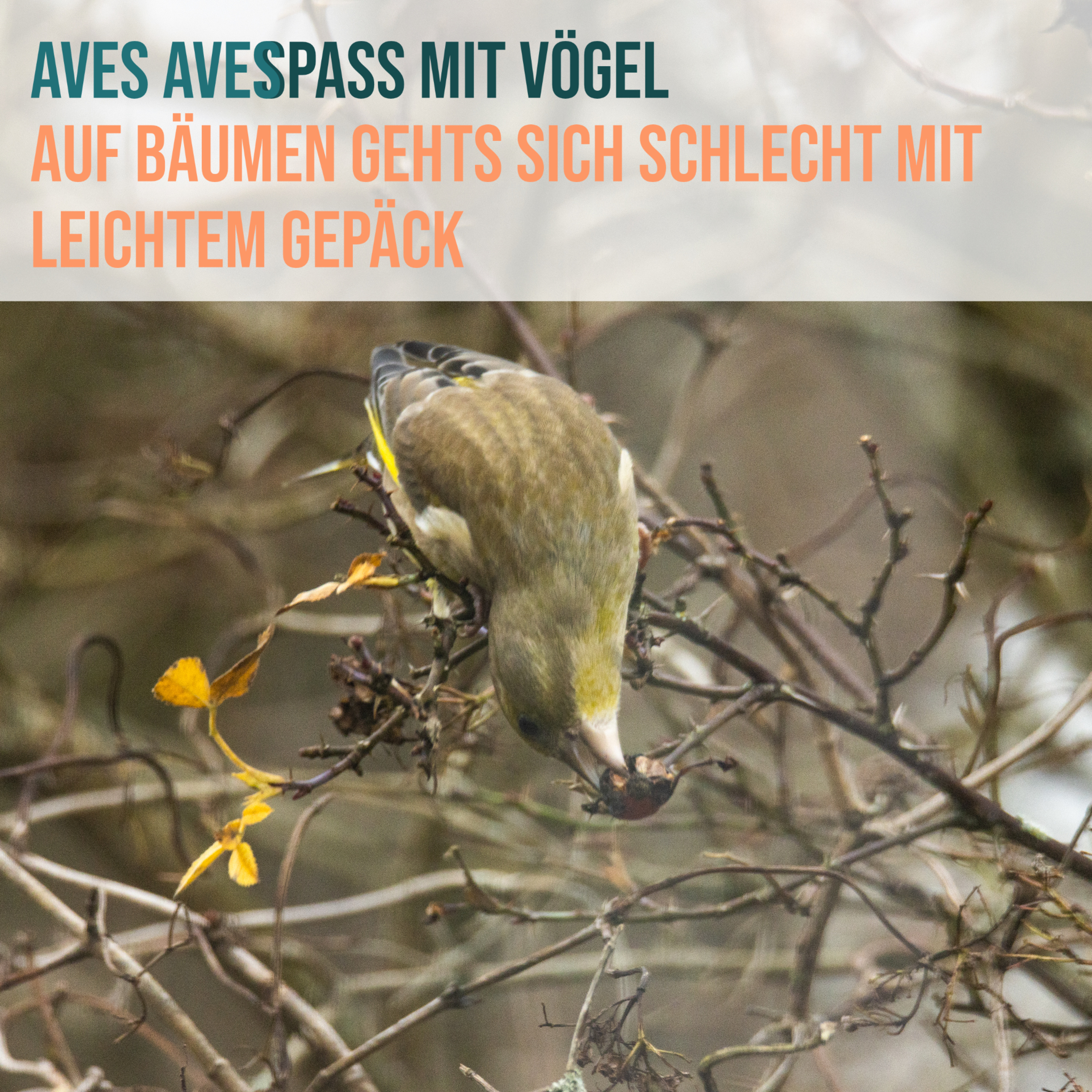 Aves Aves - Spass mit Vögel