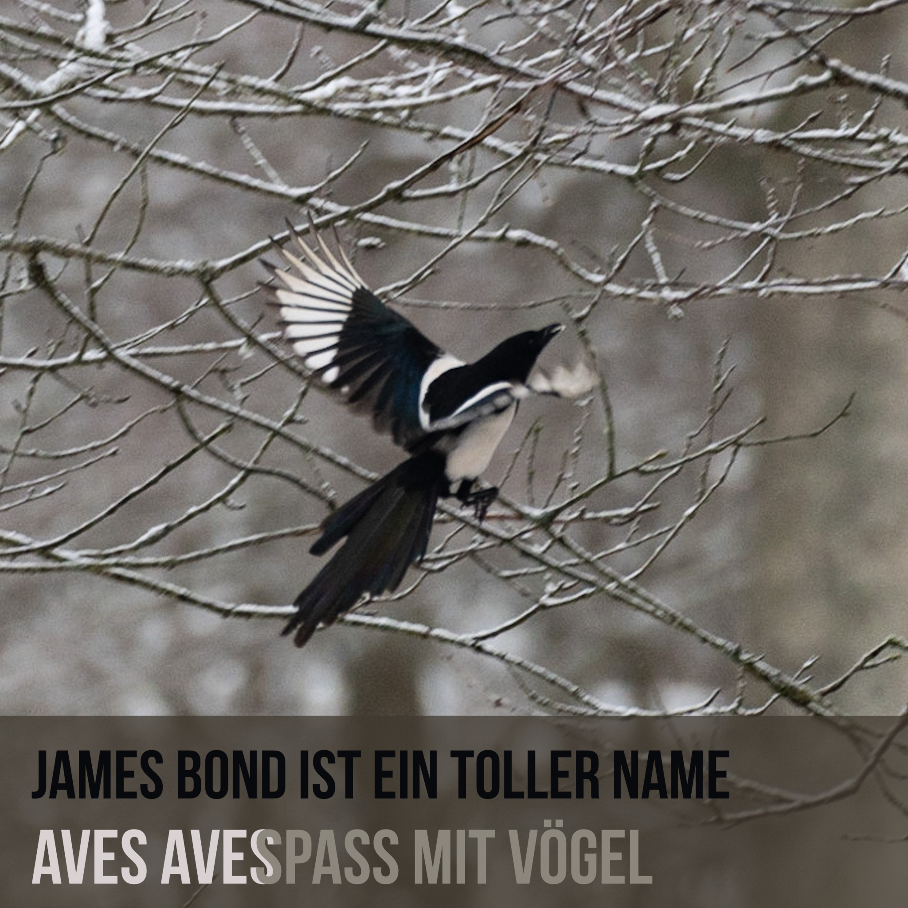 Aves Aves - Spass mit Vögel