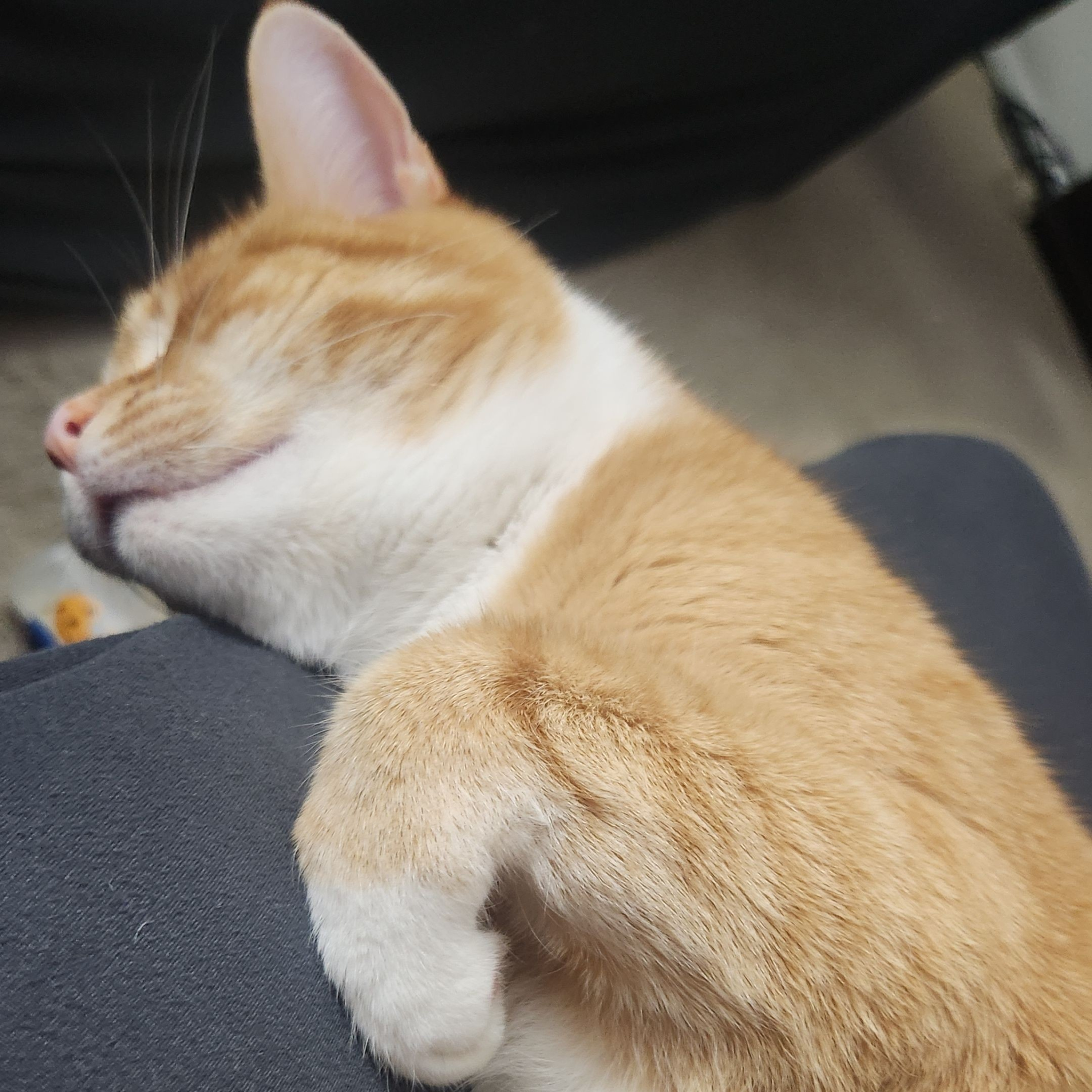 Help! My cat is fat! episode artwork
