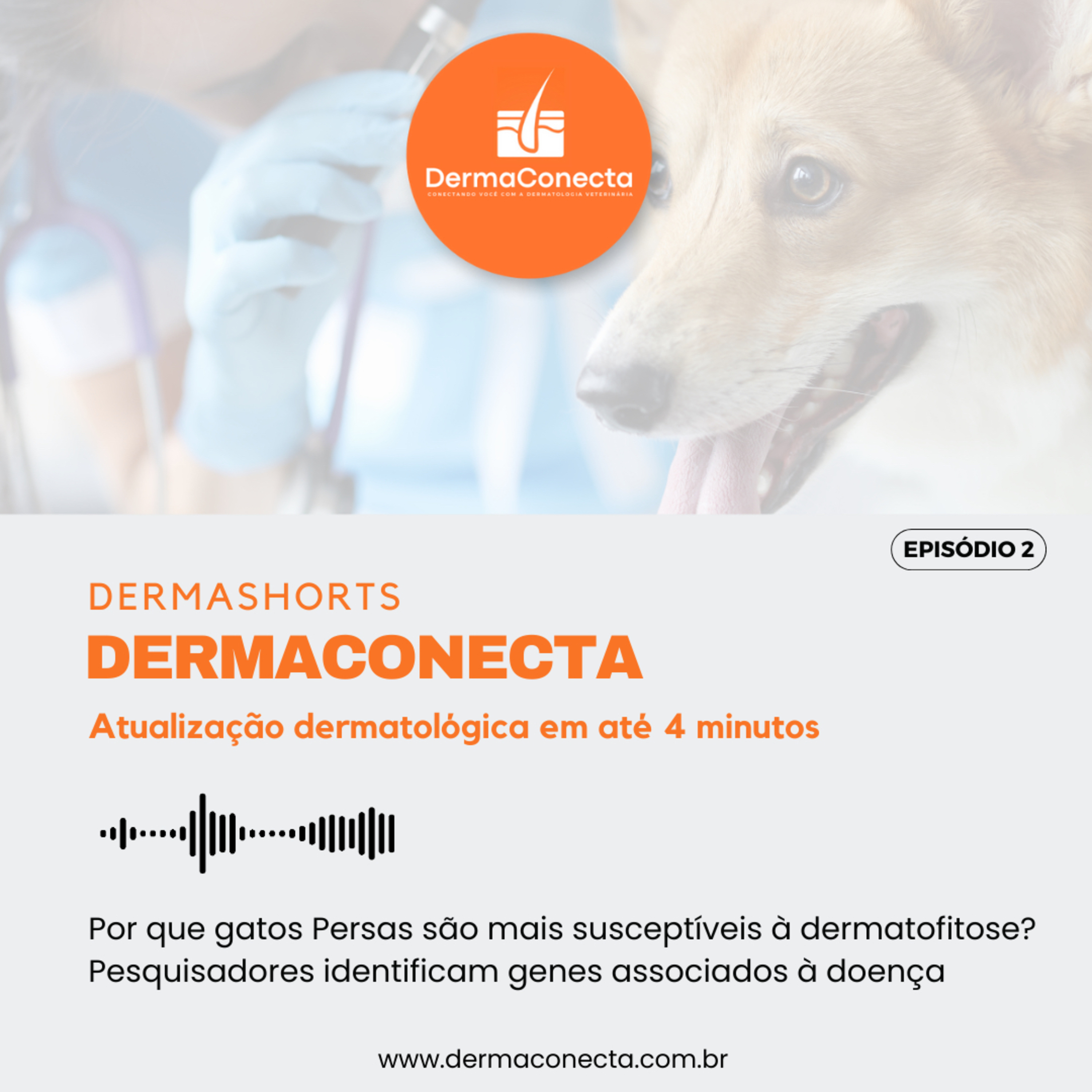 DermaShorts 02: Por que os gatos Persas são mais susceptíveis à dermatofitose? Pesquisadores identificam genes associados à doença  episode artwork