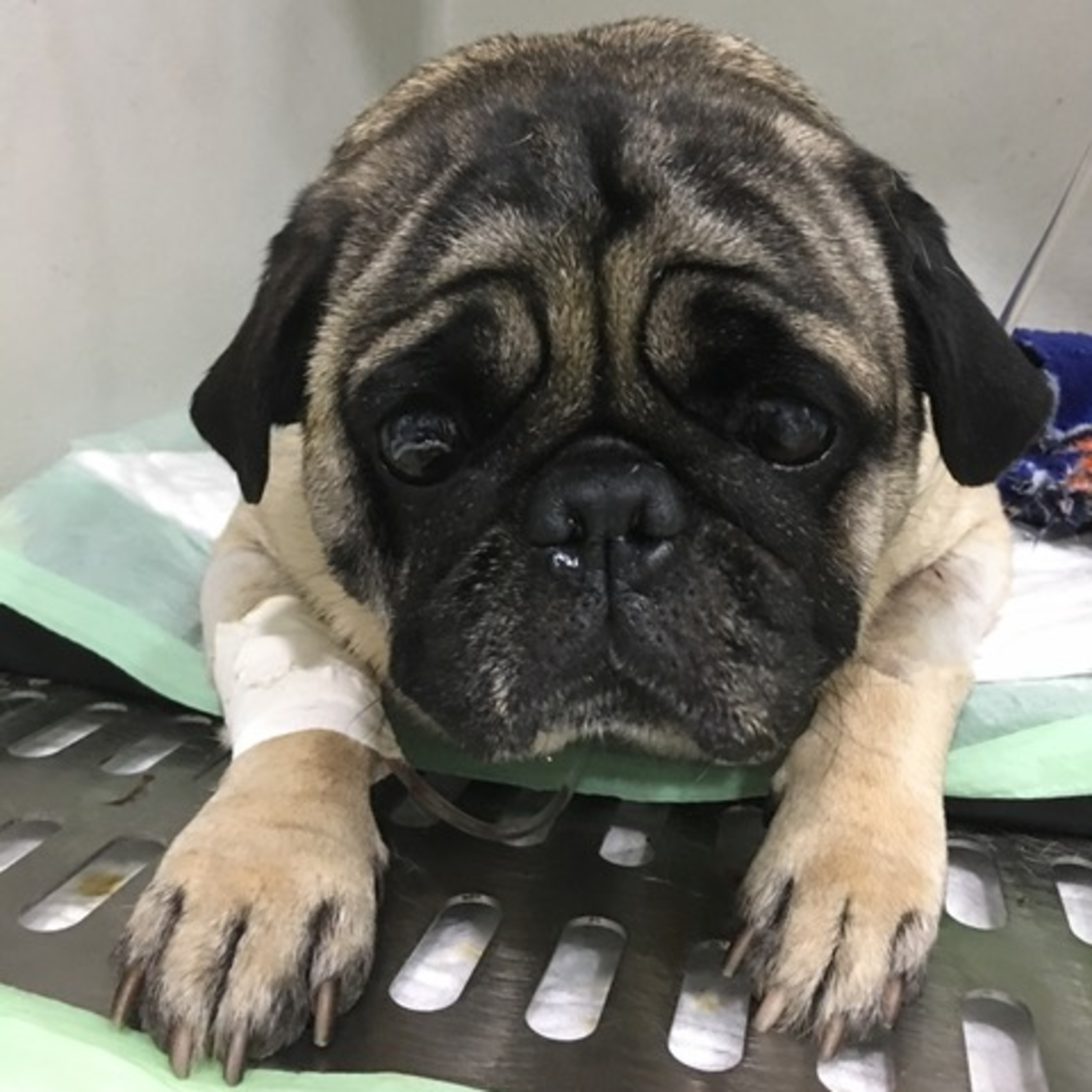Vira-Lata Clínica Veterinária