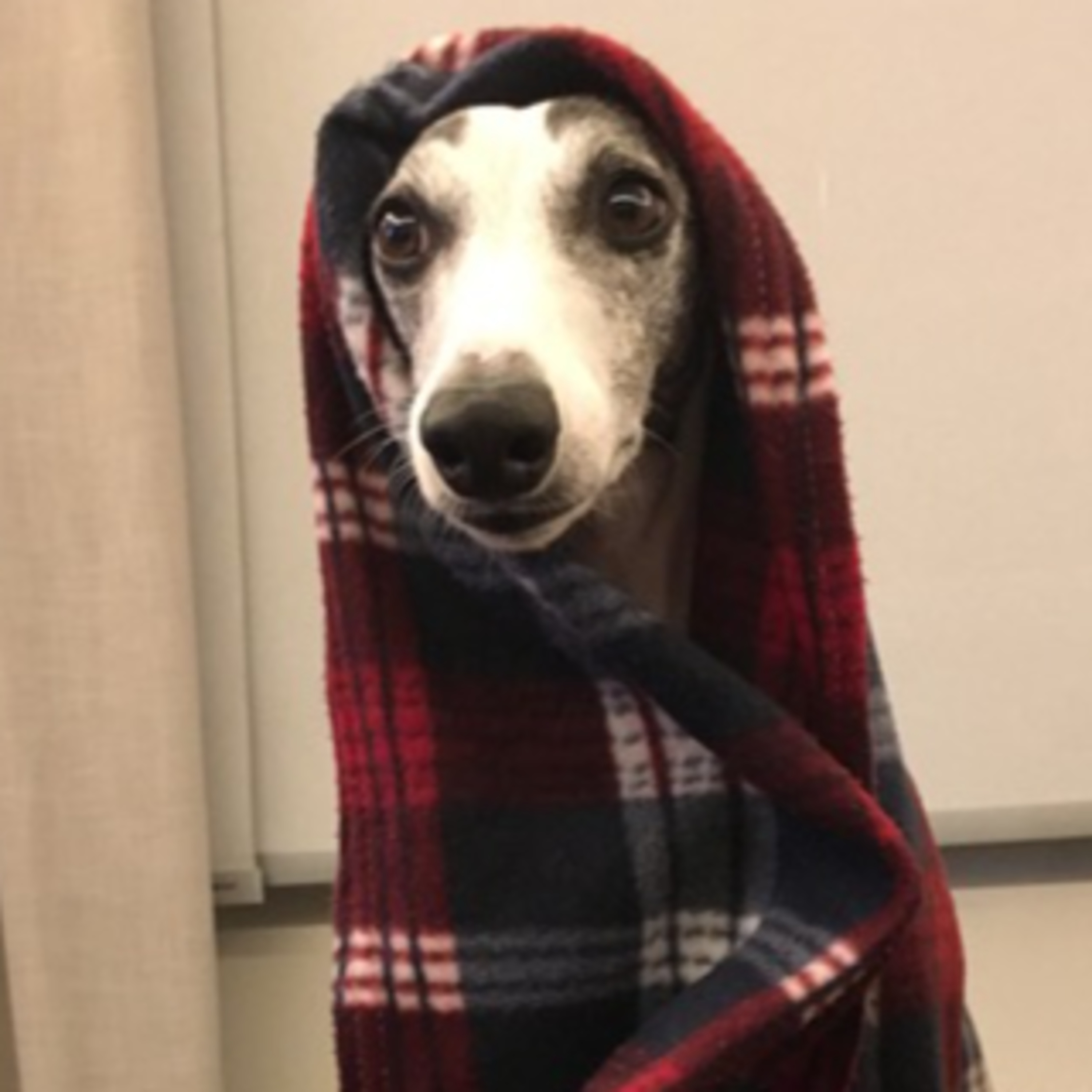 Vira-Lata Clínica Veterinária