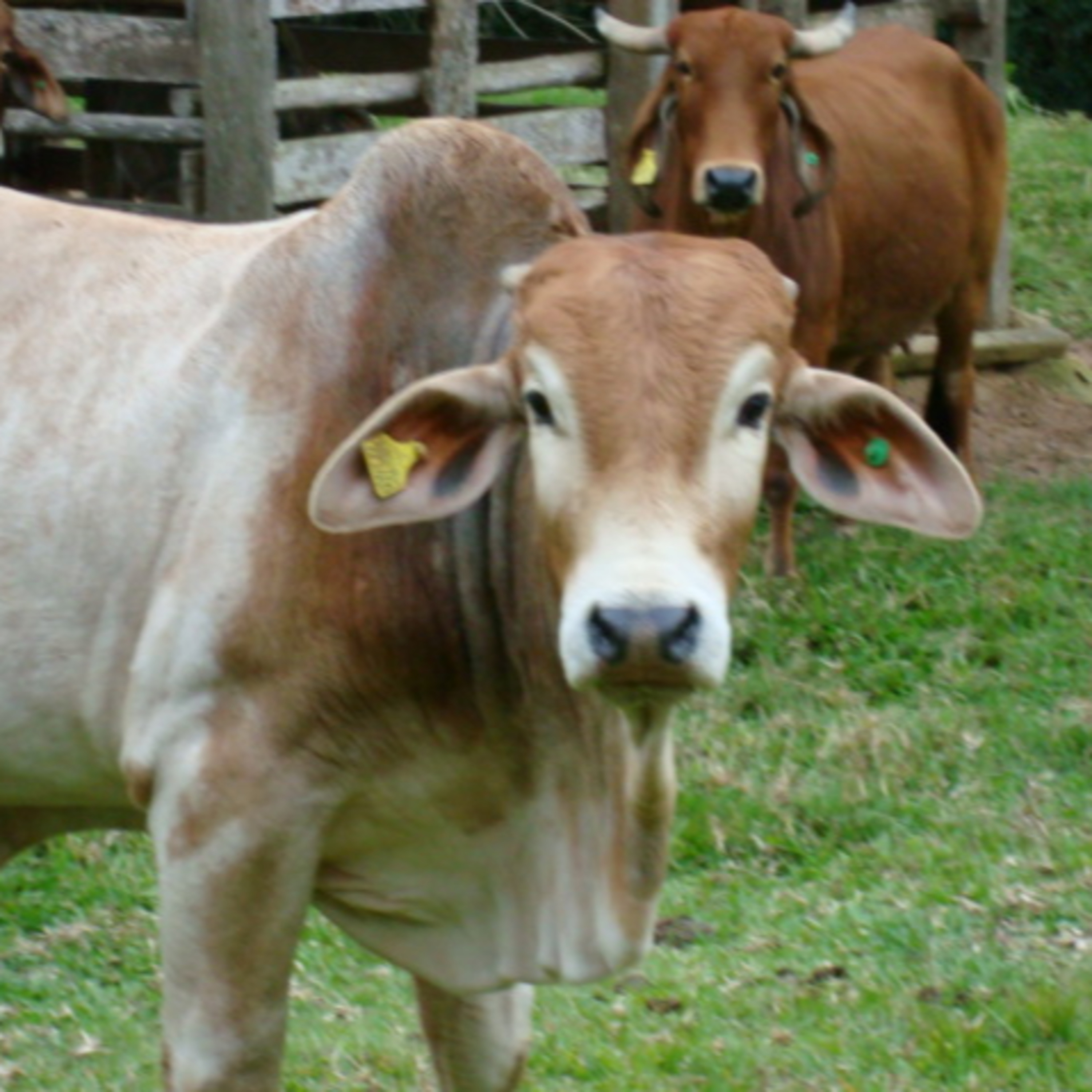 Vira-Lata Clínica Veterinária