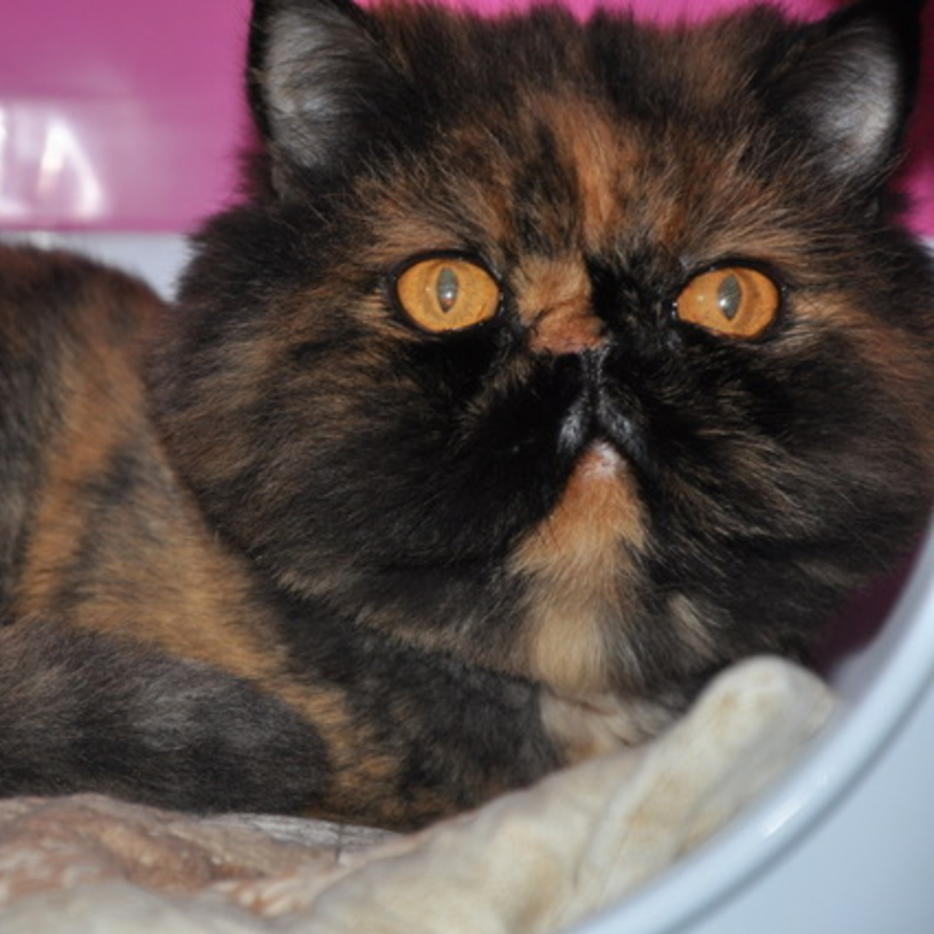 Vira-Lata Clínica Veterinária