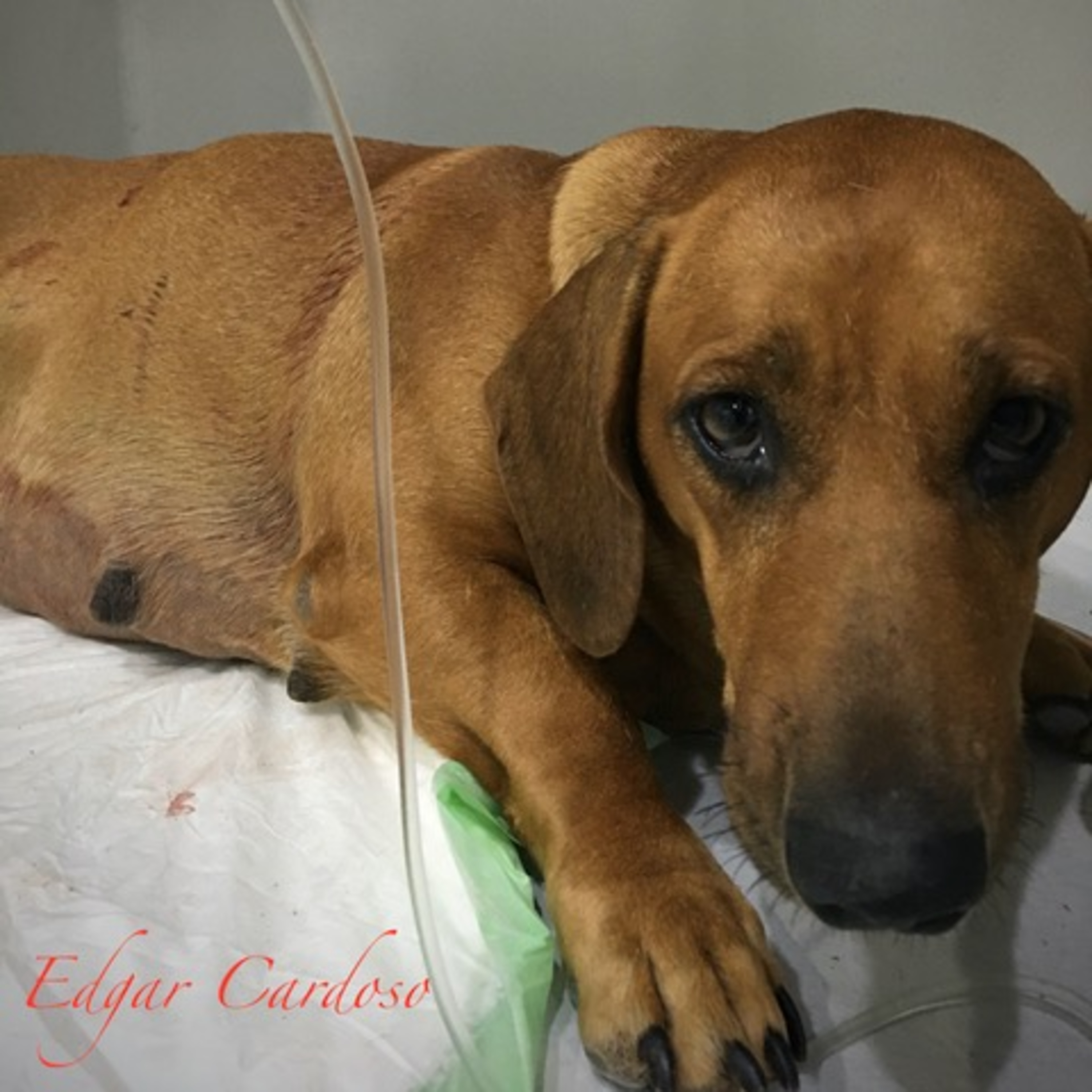 Vira-Lata Clínica Veterinária