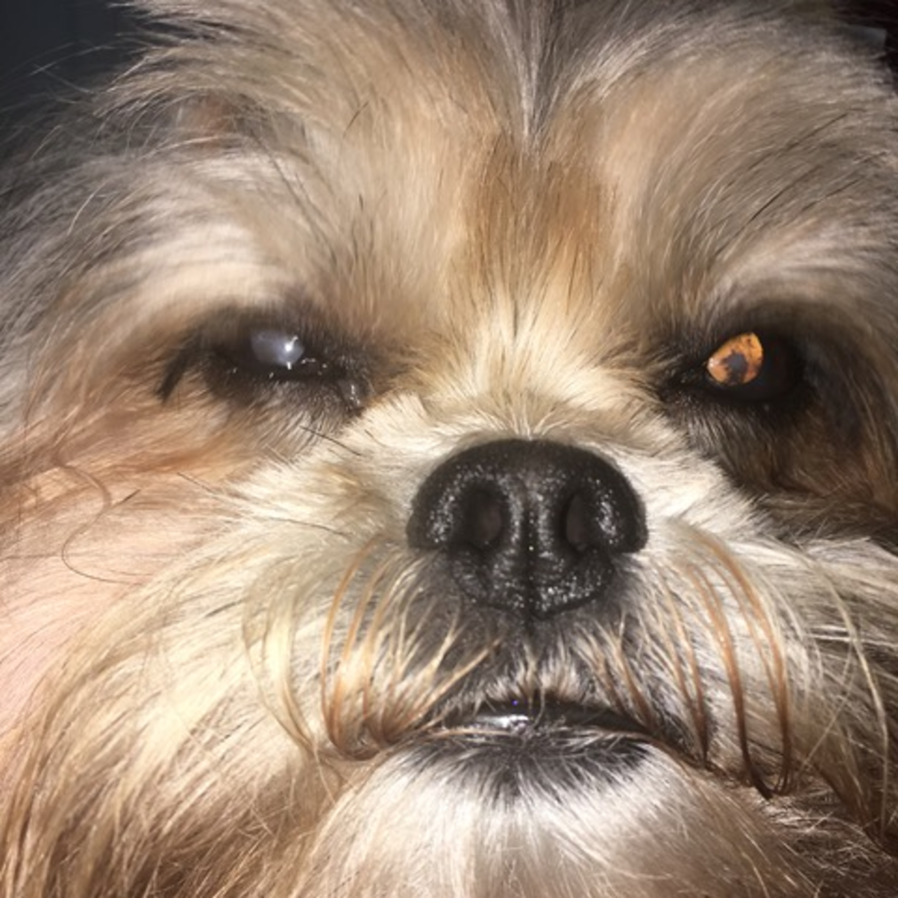 Vira-Lata Clínica Veterinária