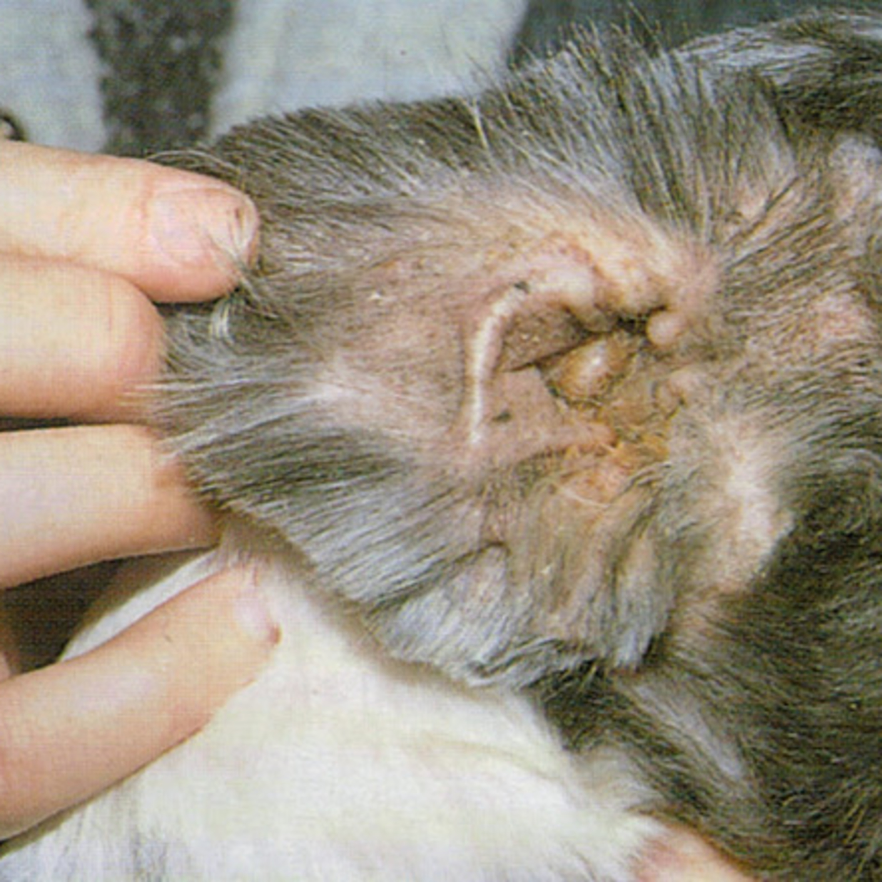 Vira-Lata Clínica Veterinária