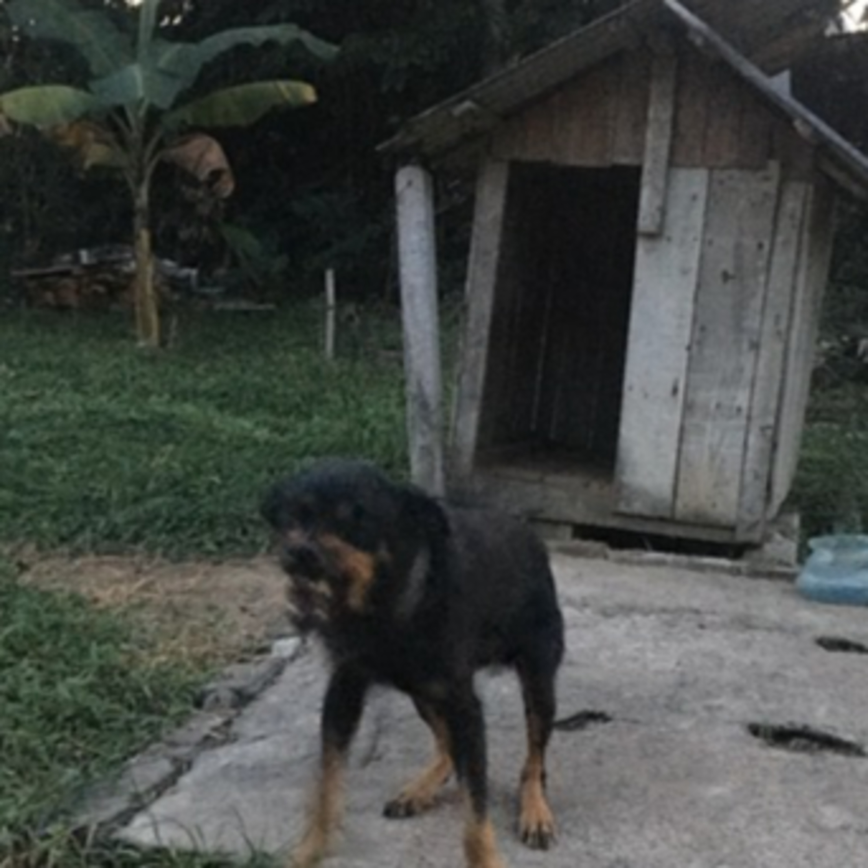 Vira-Lata Clínica Veterinária