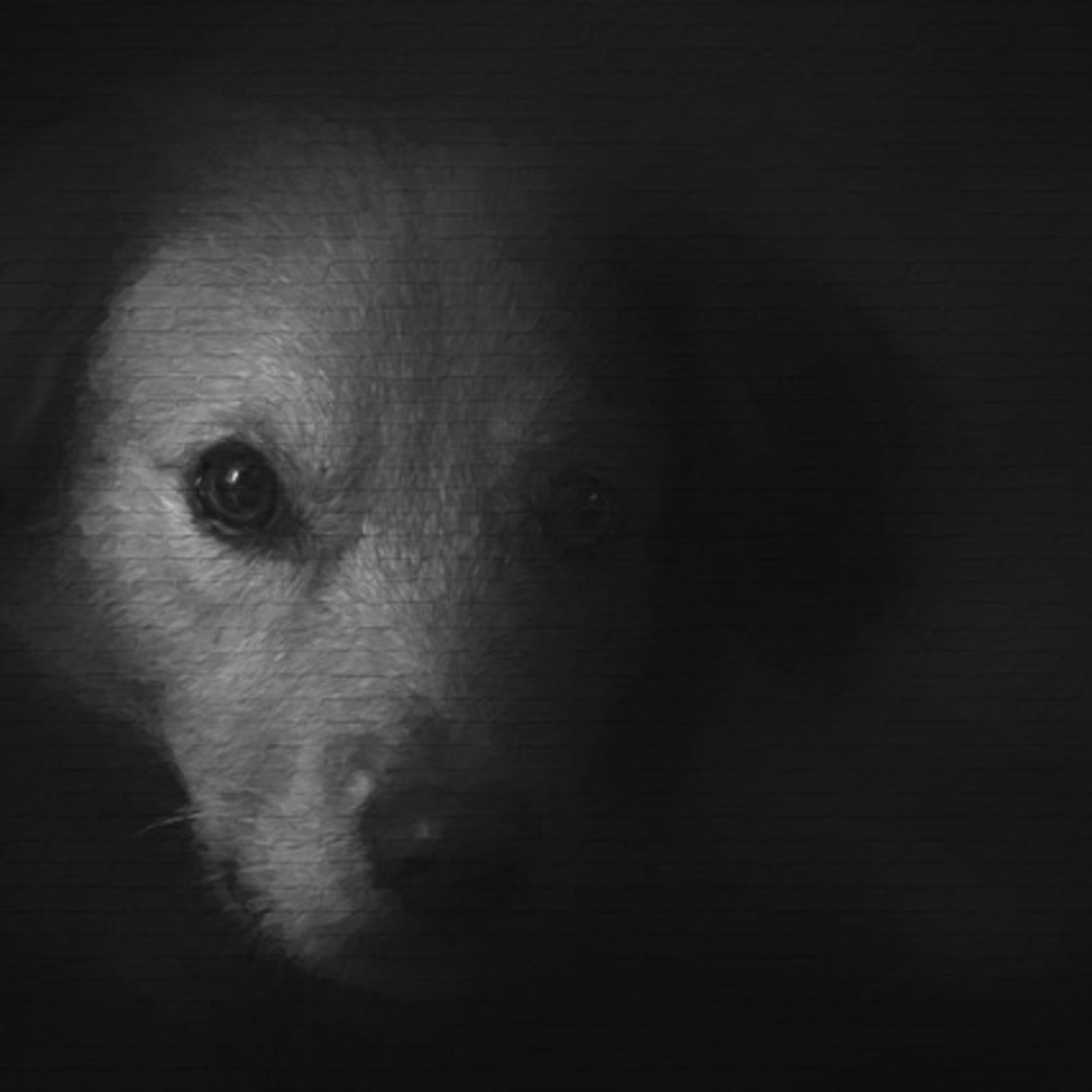 Vira-Lata Clínica Veterinária