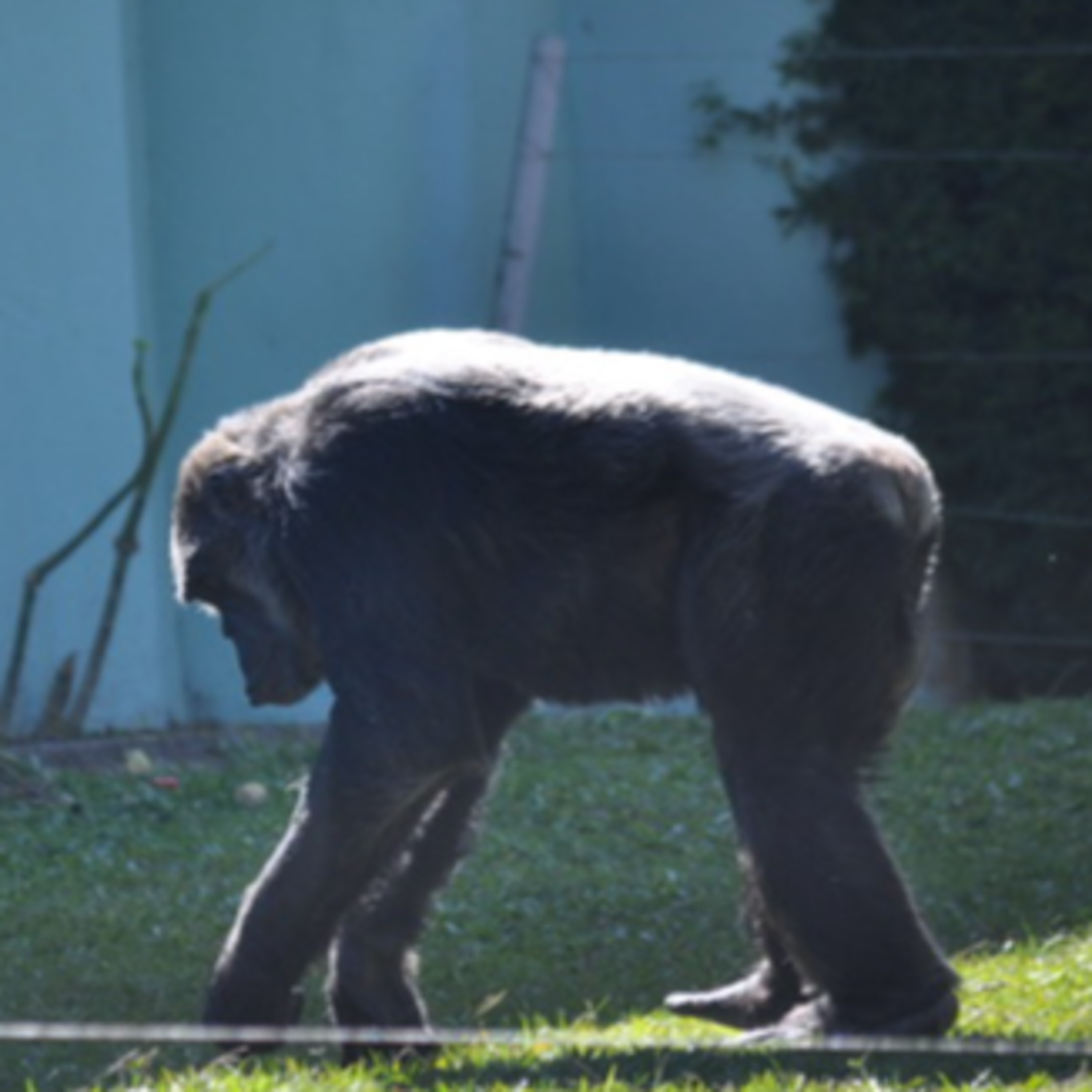 Vira-Lata Clínica Veterinária