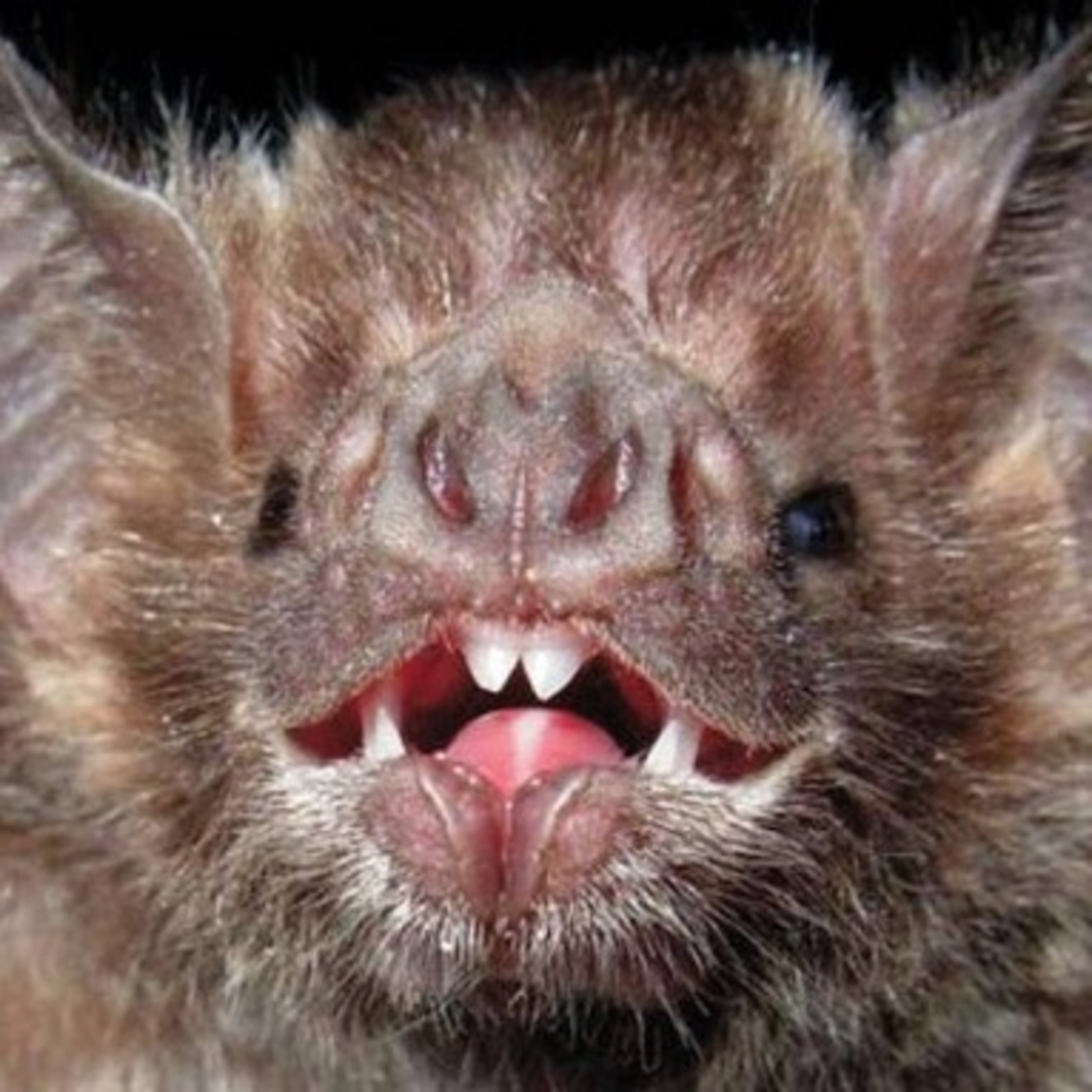 Vira-Lata Clínica Veterinária