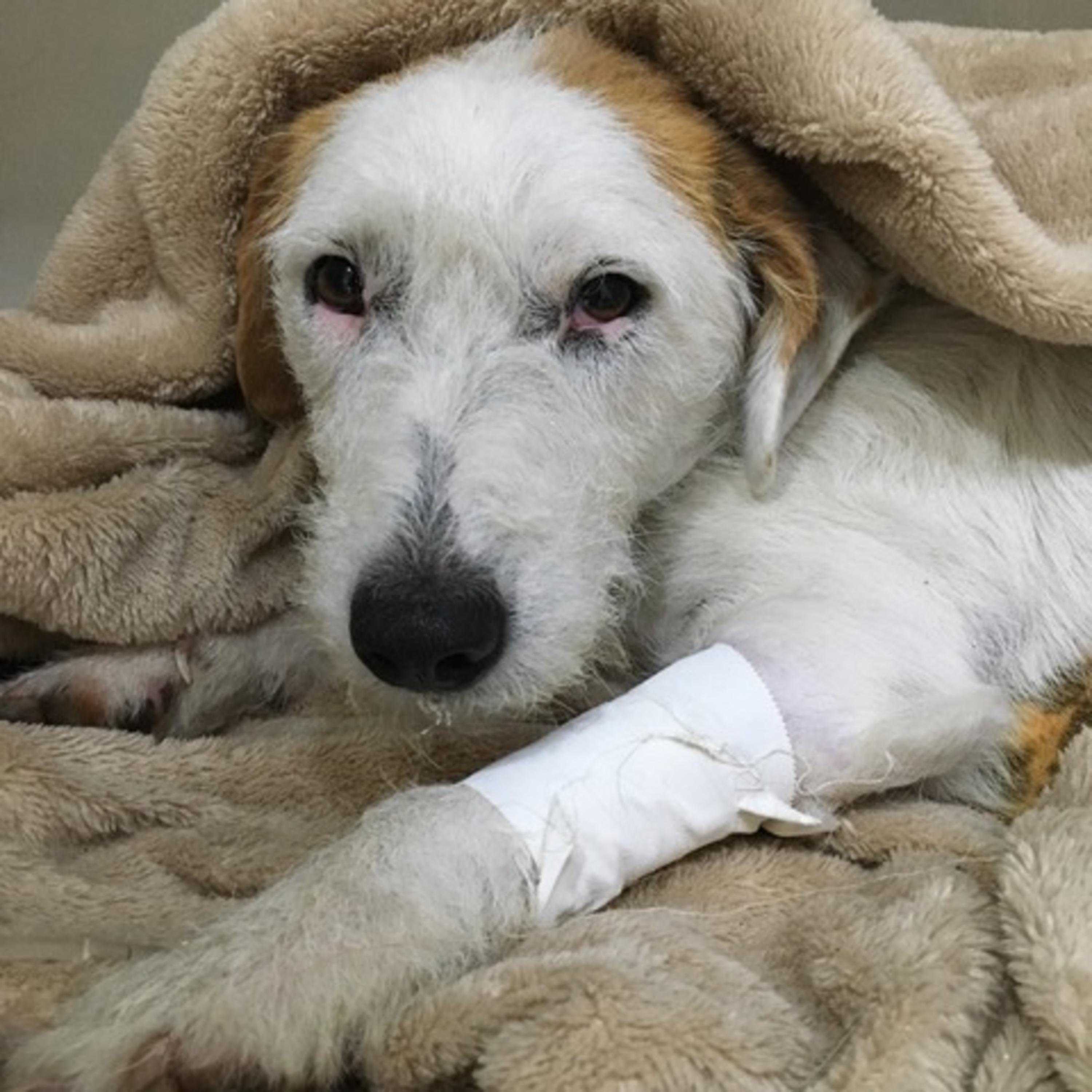 Vira-Lata Clínica Veterinária