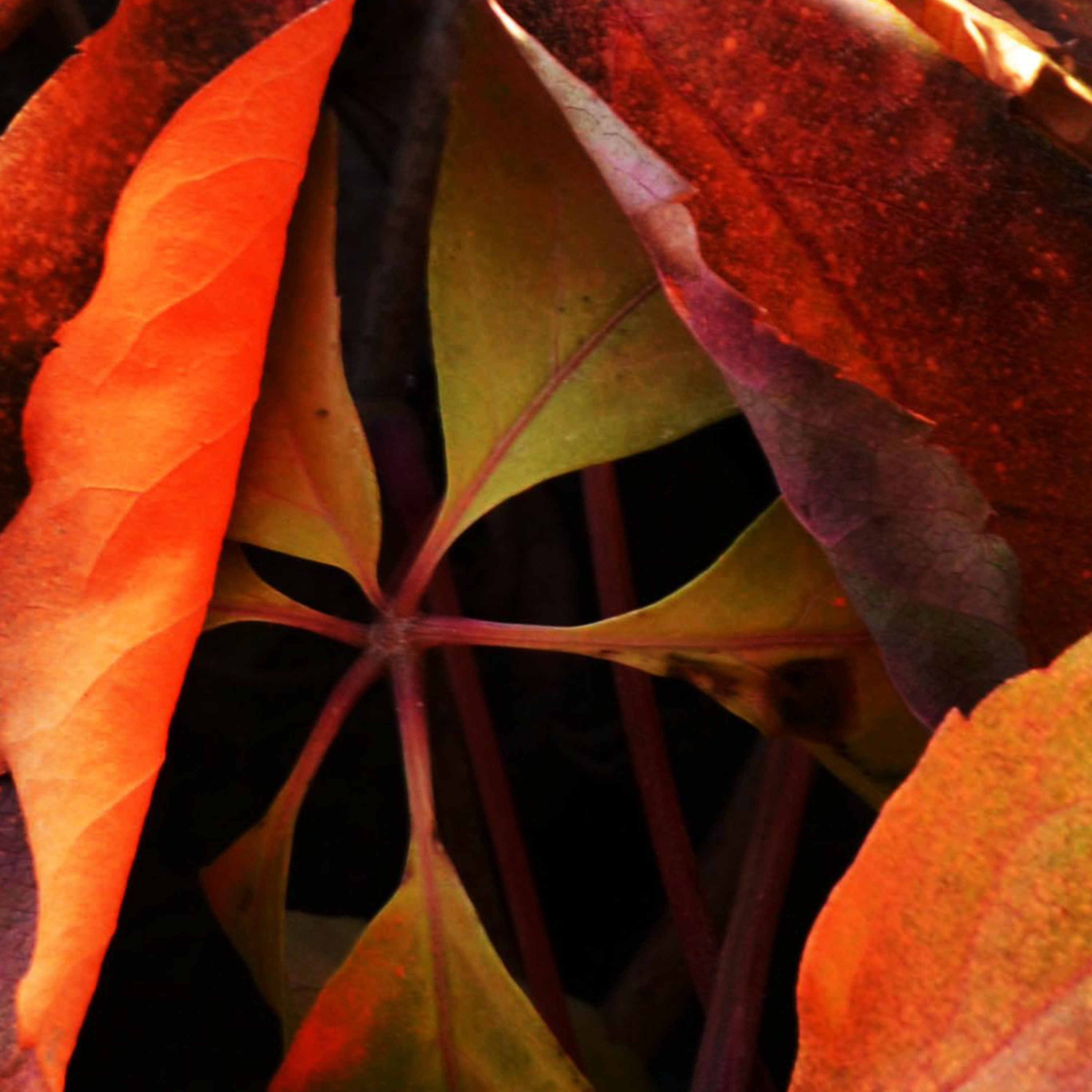 Facing The Situation: Building Spiritual Resiliency-Season 5, Episode 5-Your Questions & Answers Episode episode artwork
