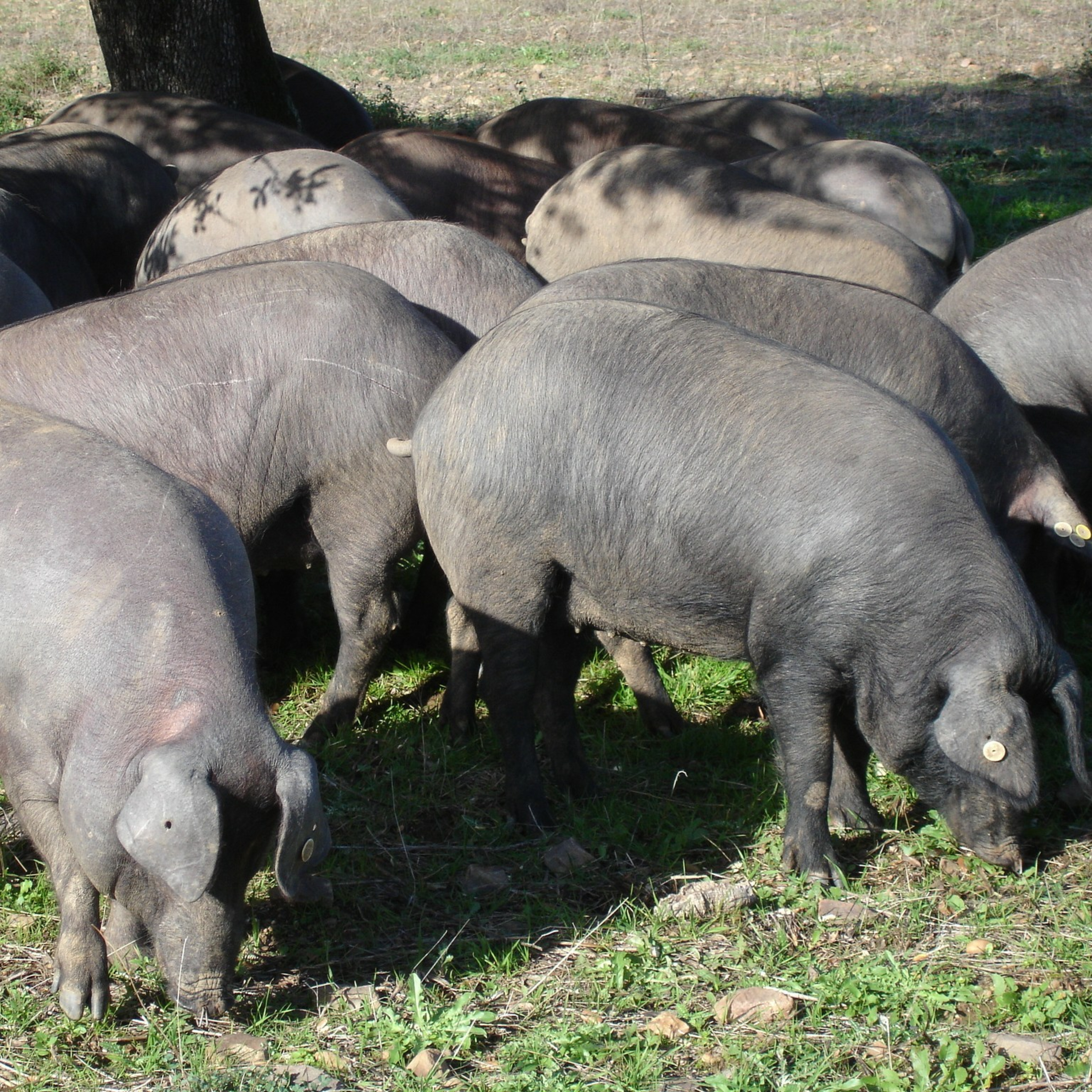 Comparación de identificadores para la trazabilidad individual del cerdo ibérico en cebo extensivo episode artwork