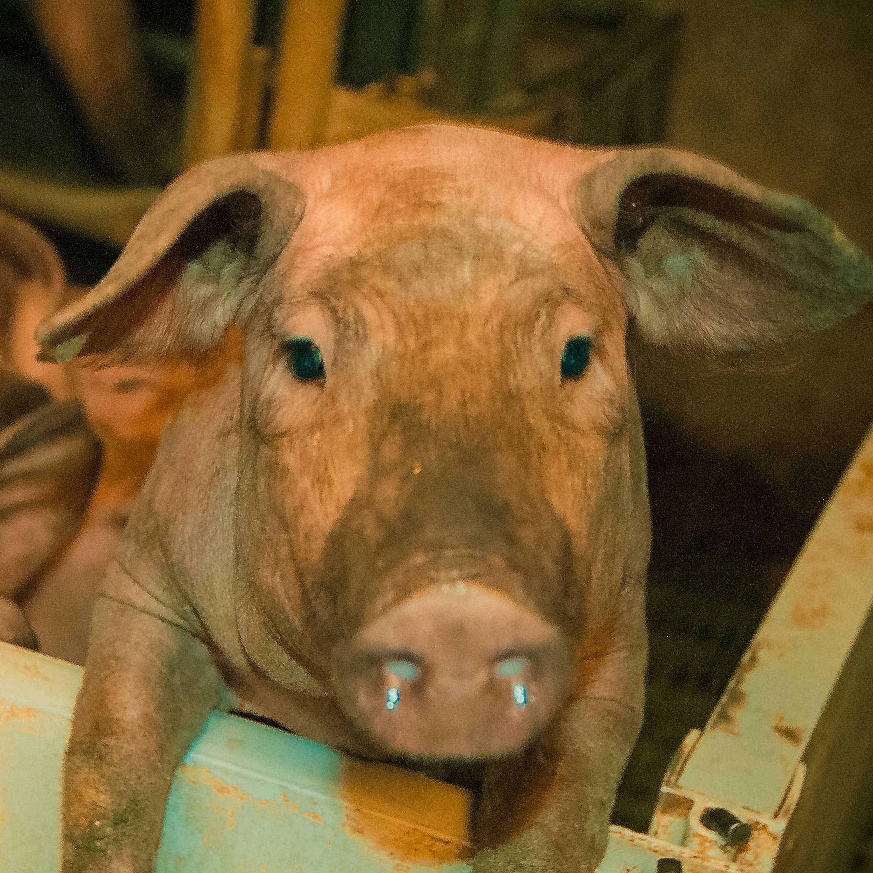 Bienestar animal y cerdo ibérico: Parámetros de confort térmico en naves de parto episode artwork