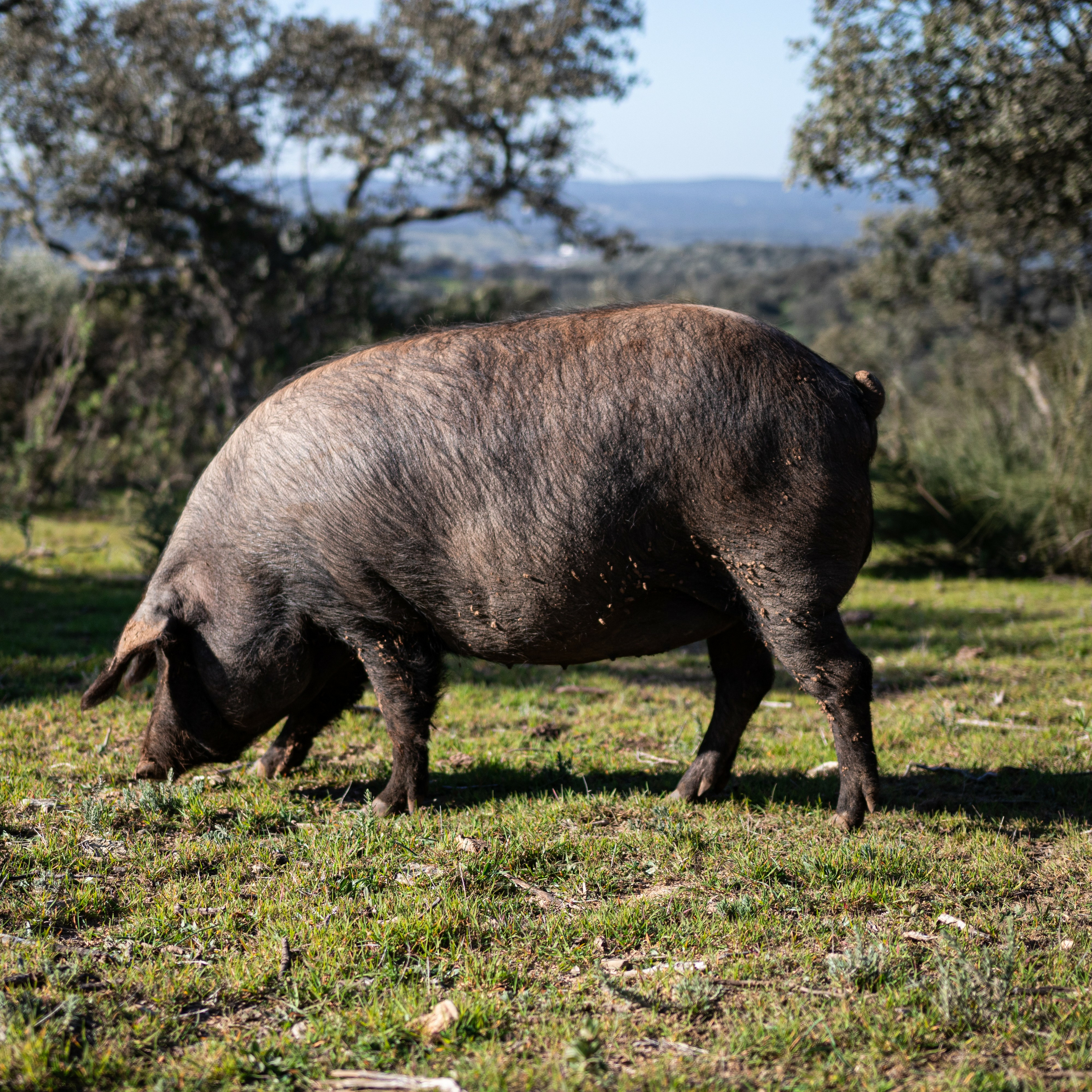 El 100% ibérico lidera la campaña de montanera marcada por las lluvias y buena producción de bellota episode artwork