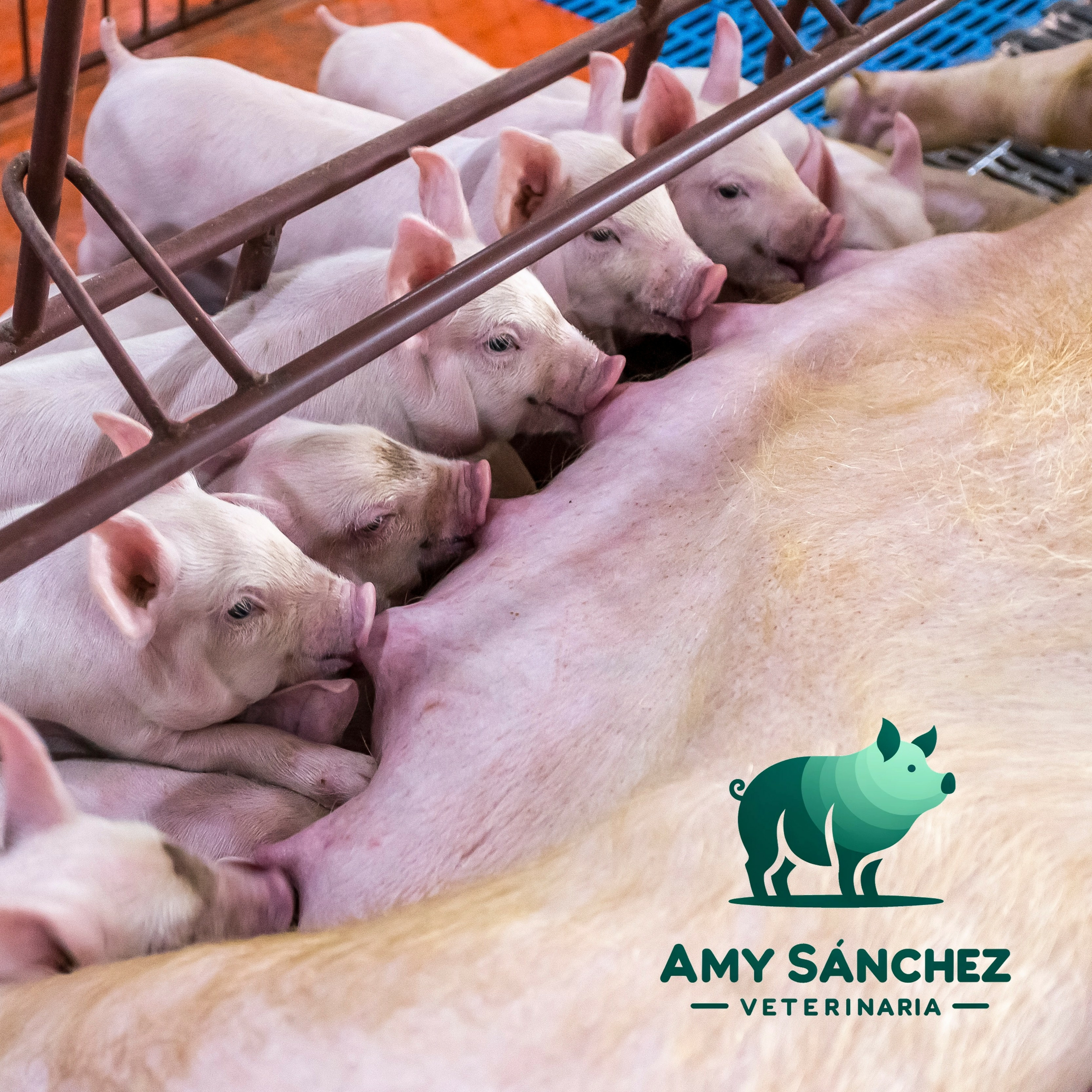 Desafío sanitario en salas de maternidad: Colibacilosis neonatal episode artwork