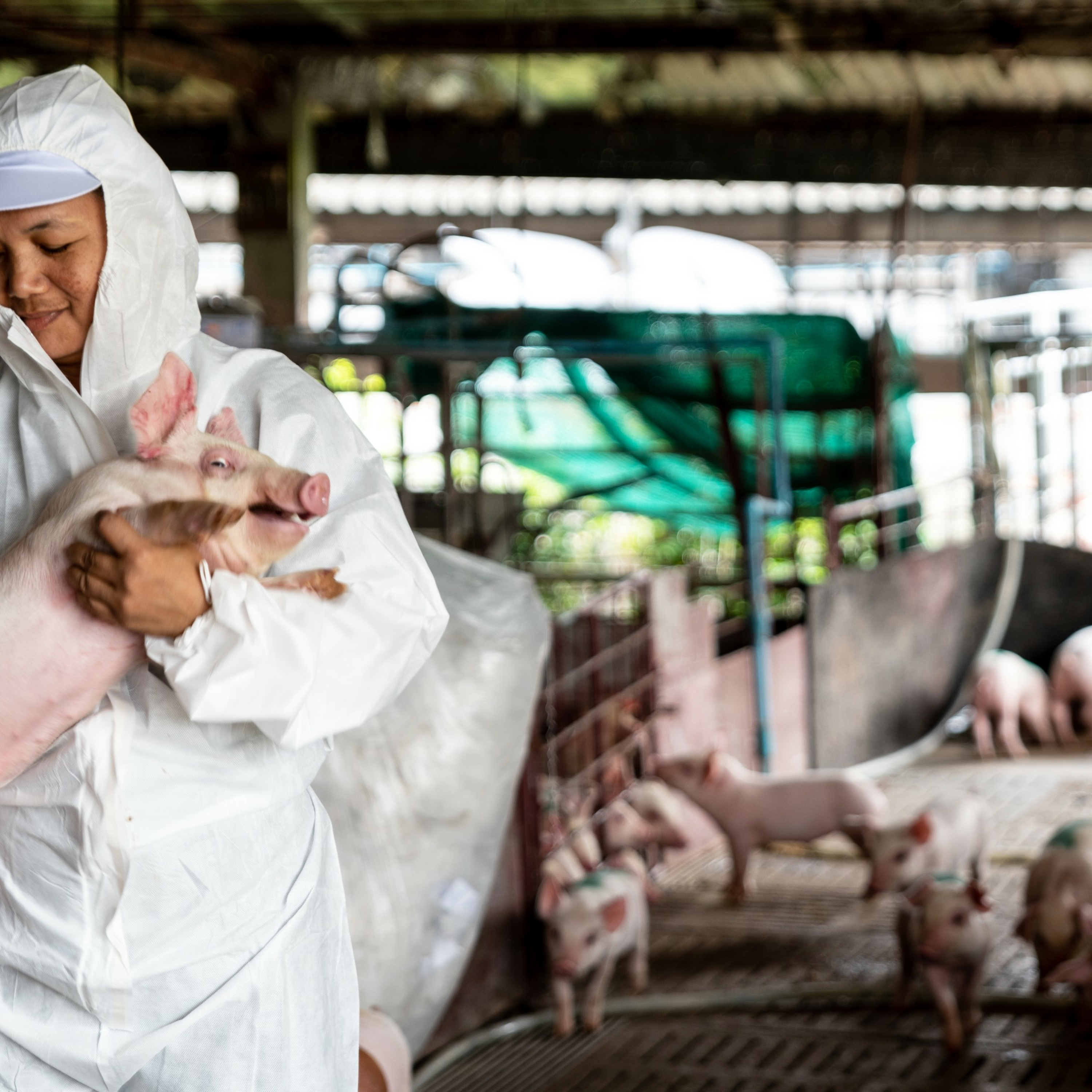 ¿Cómo ha afectado la Peste Porcina Africana en China al mercado mundial del cerdo? episode artwork