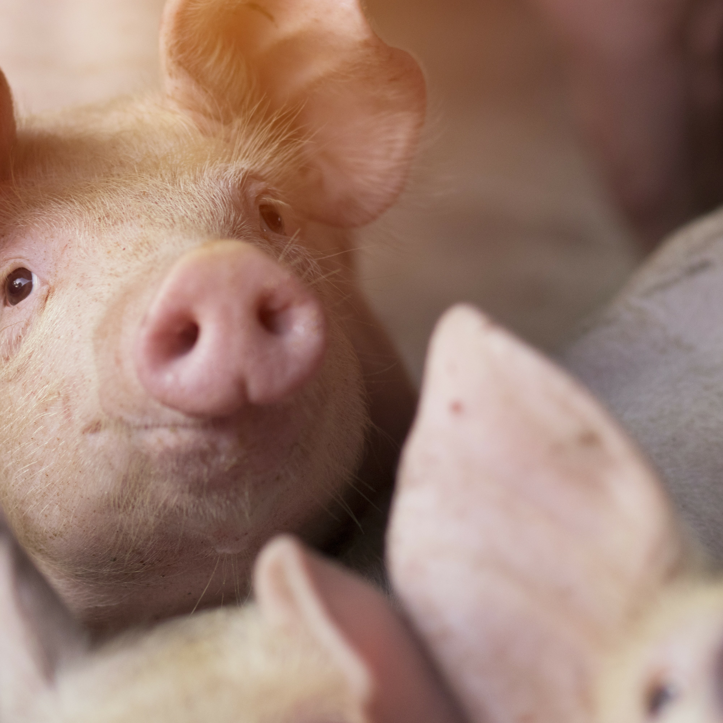 El precio del cerdo en Europa se mantiene entre la estabilidad y el aumento moderado episode artwork