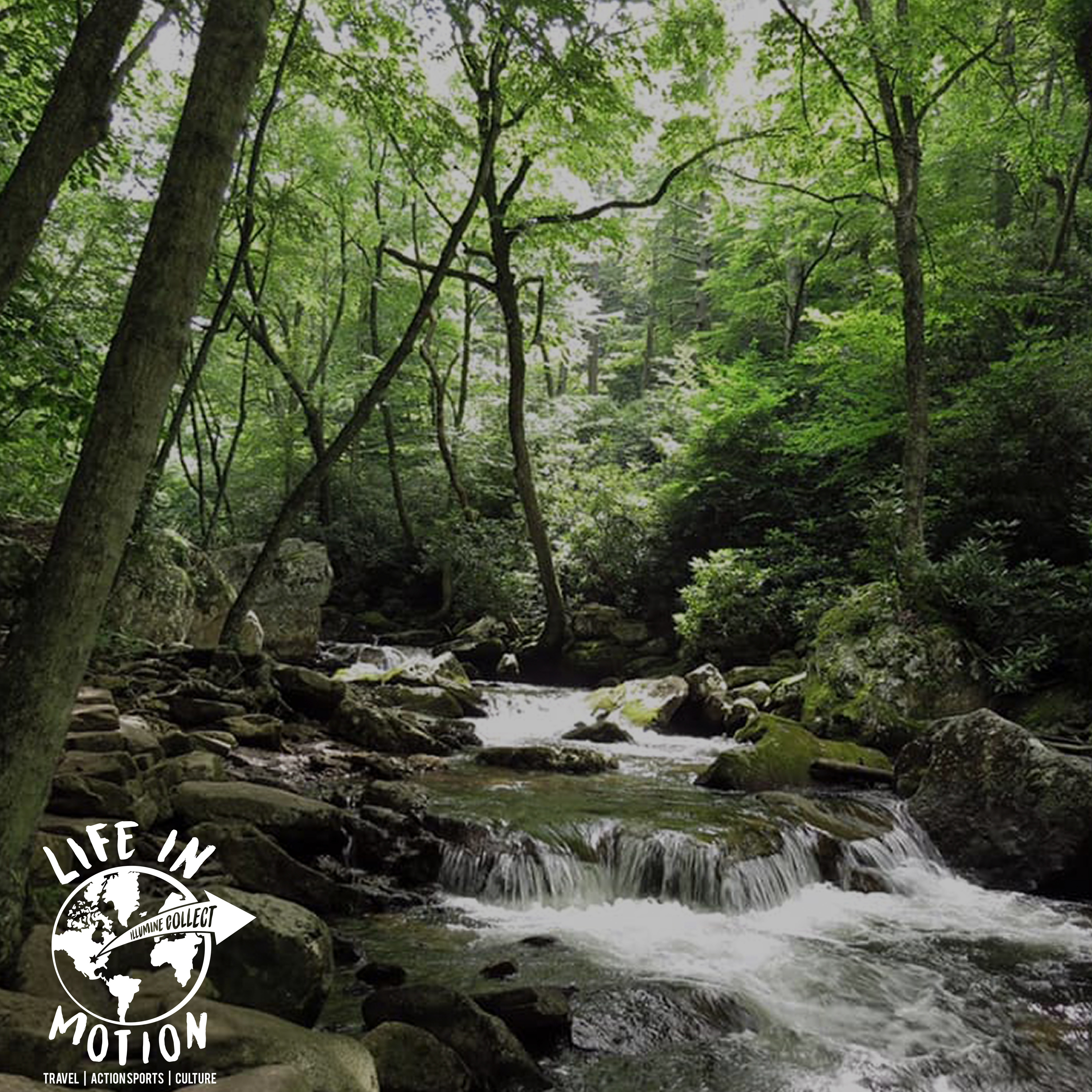 Keeping Virginia Wild and Green: An interview with Katie Keller of Wild Virginia episode artwork
