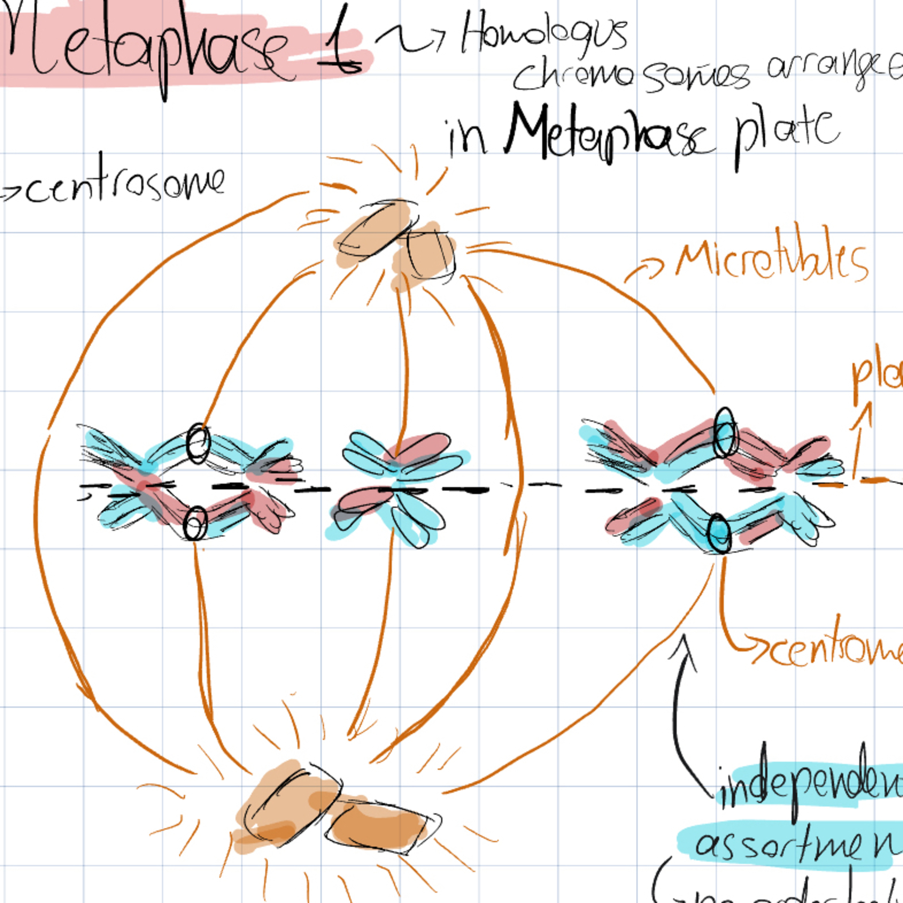 Meiosis -Episode 15# episode artwork
