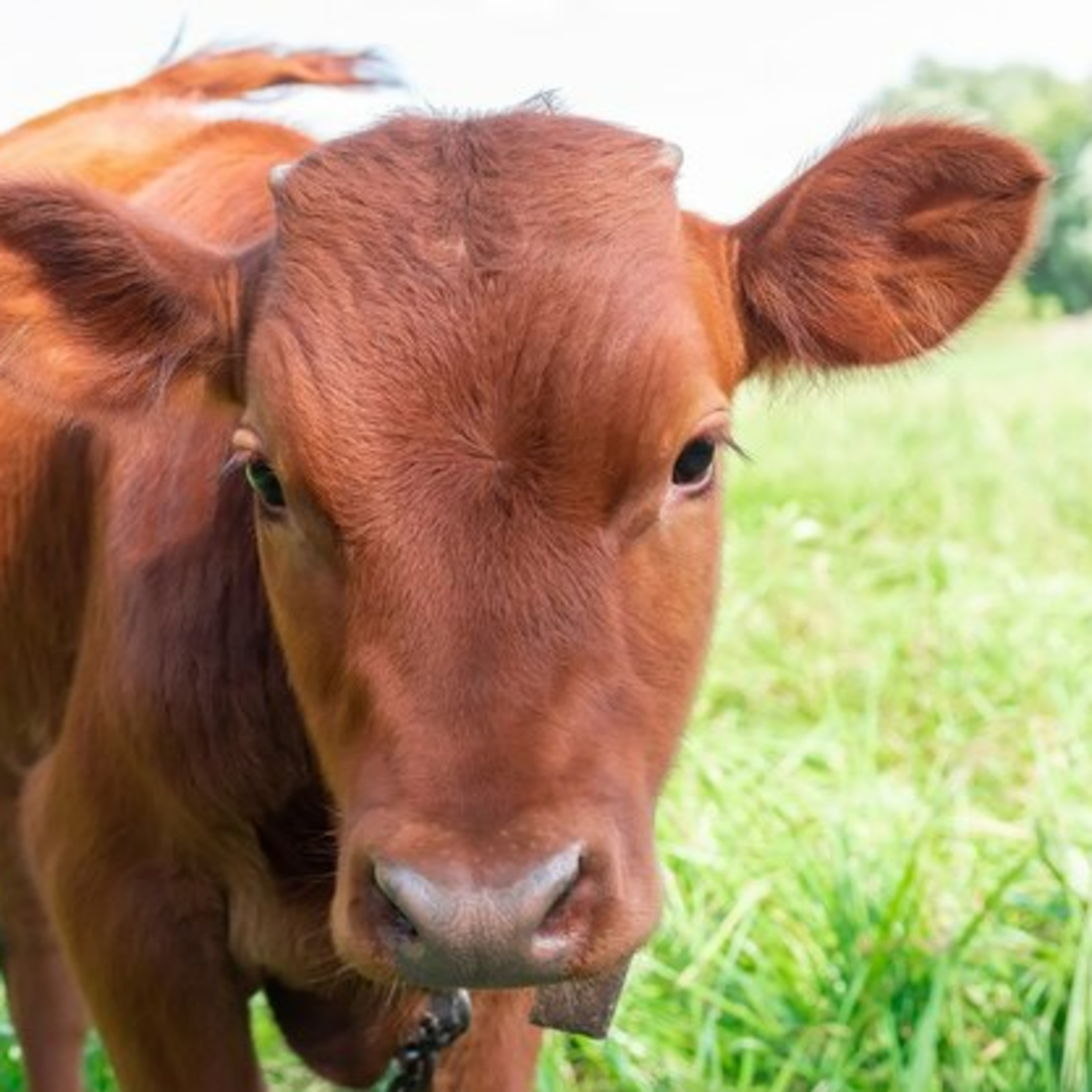 Red Heifer, Jesus, and the Living Water episode artwork