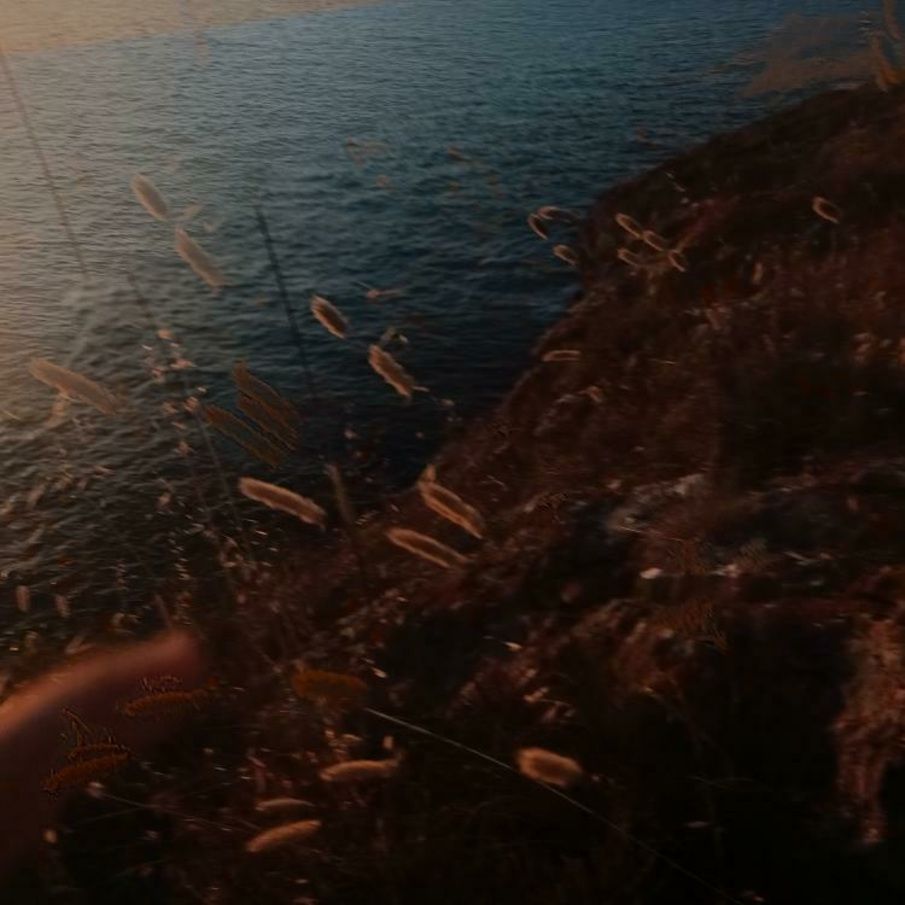 vaveyla