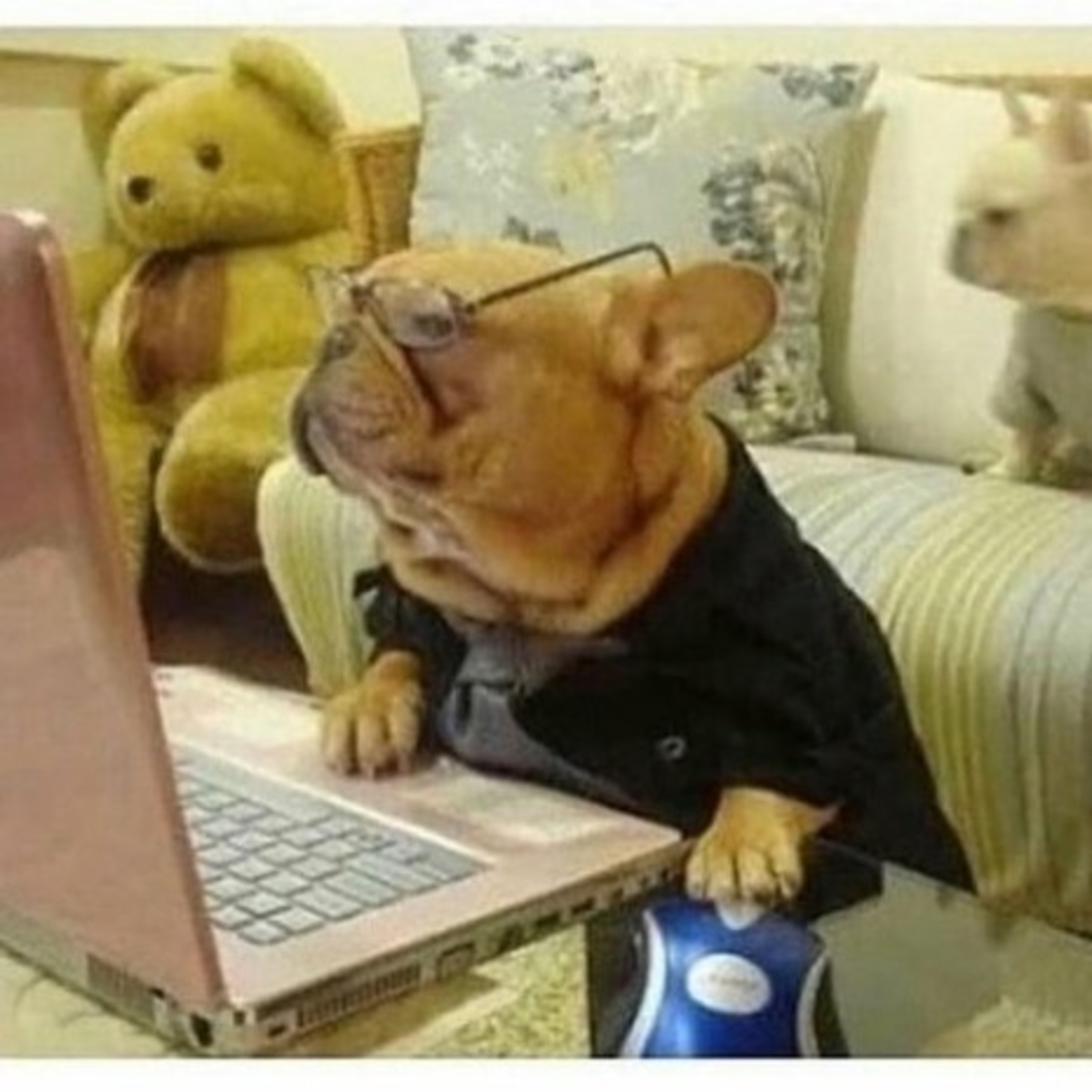 The Dog House : THE FB TRY HARD