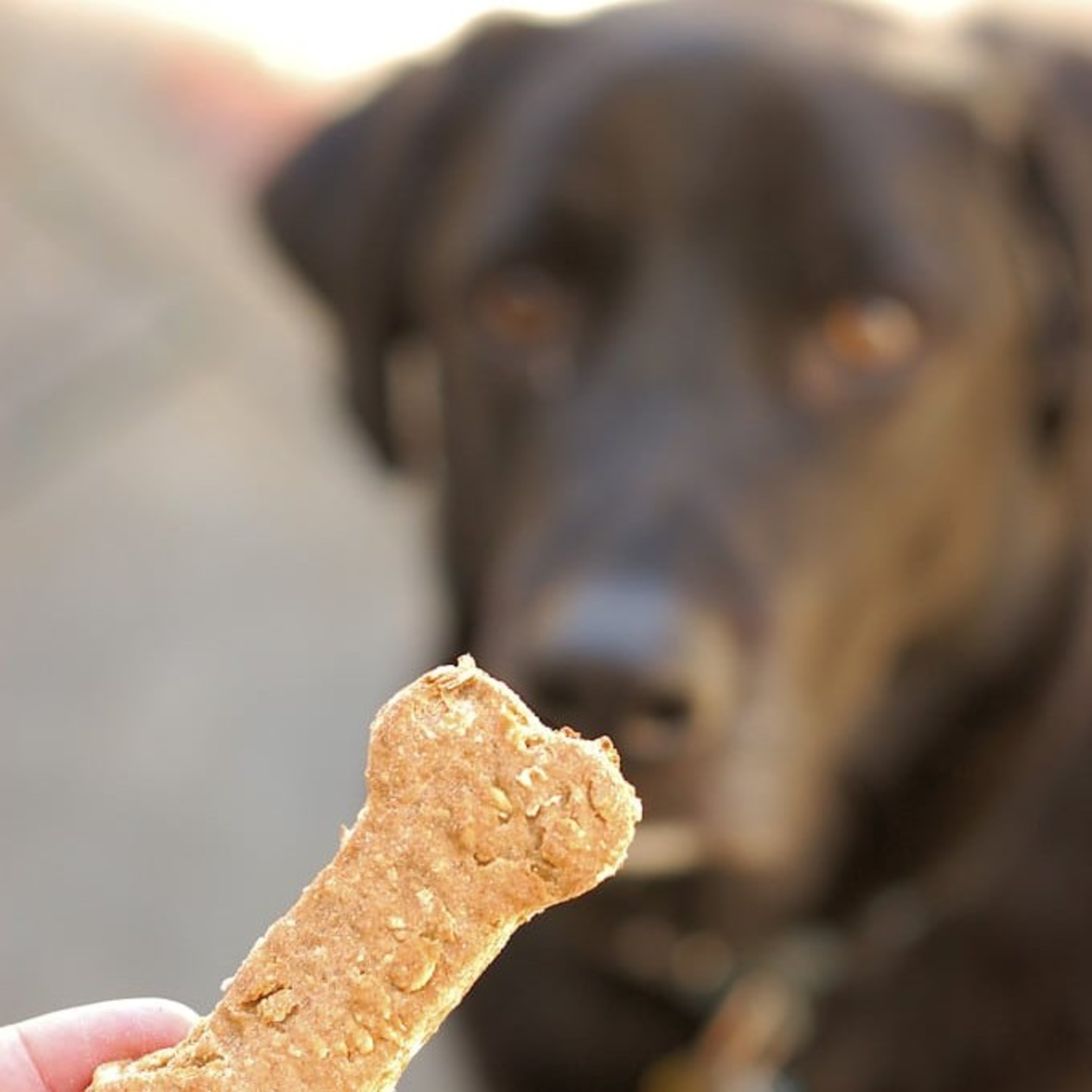 Dog Biscuits episode artwork