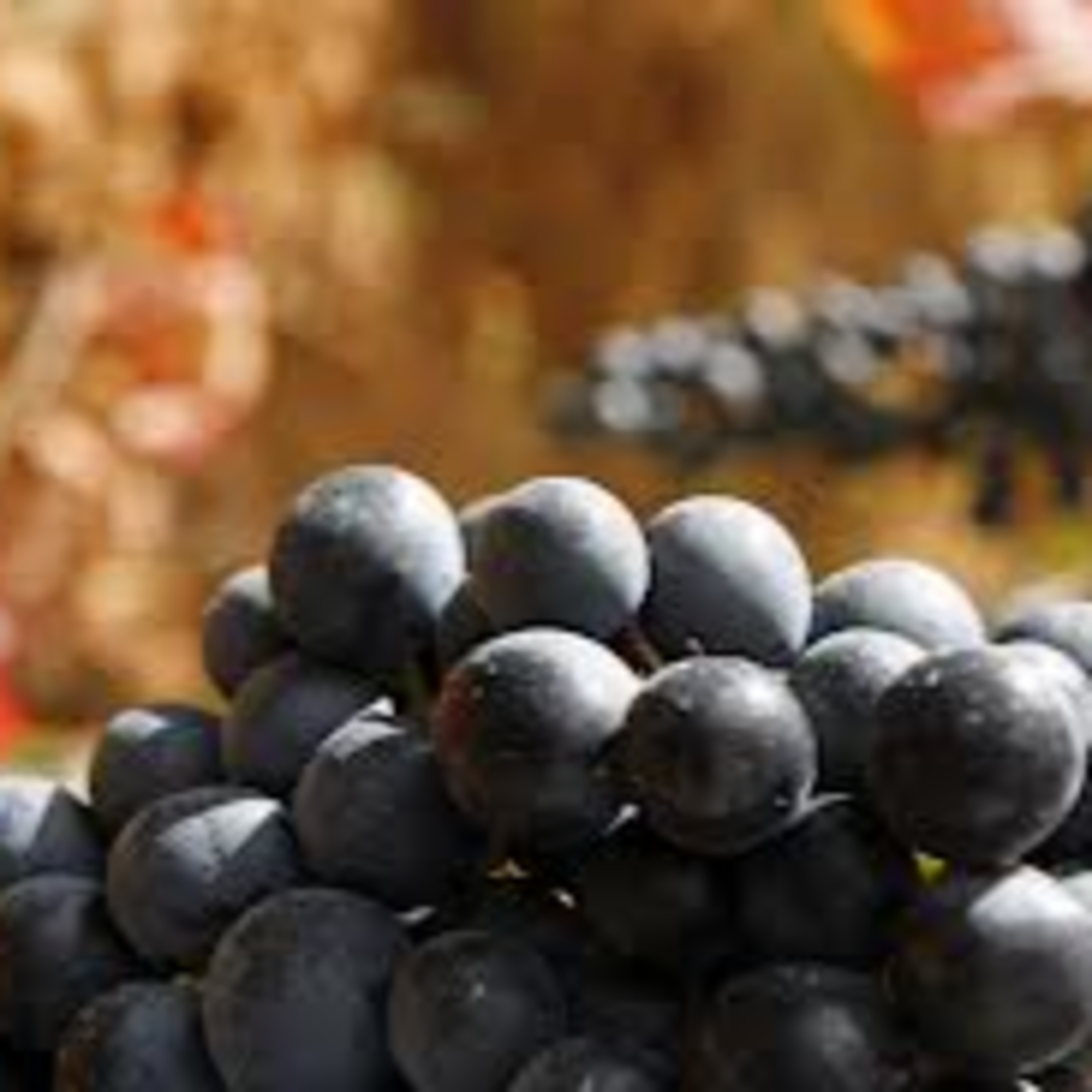 Vinhos etc by Míriam Aguiar