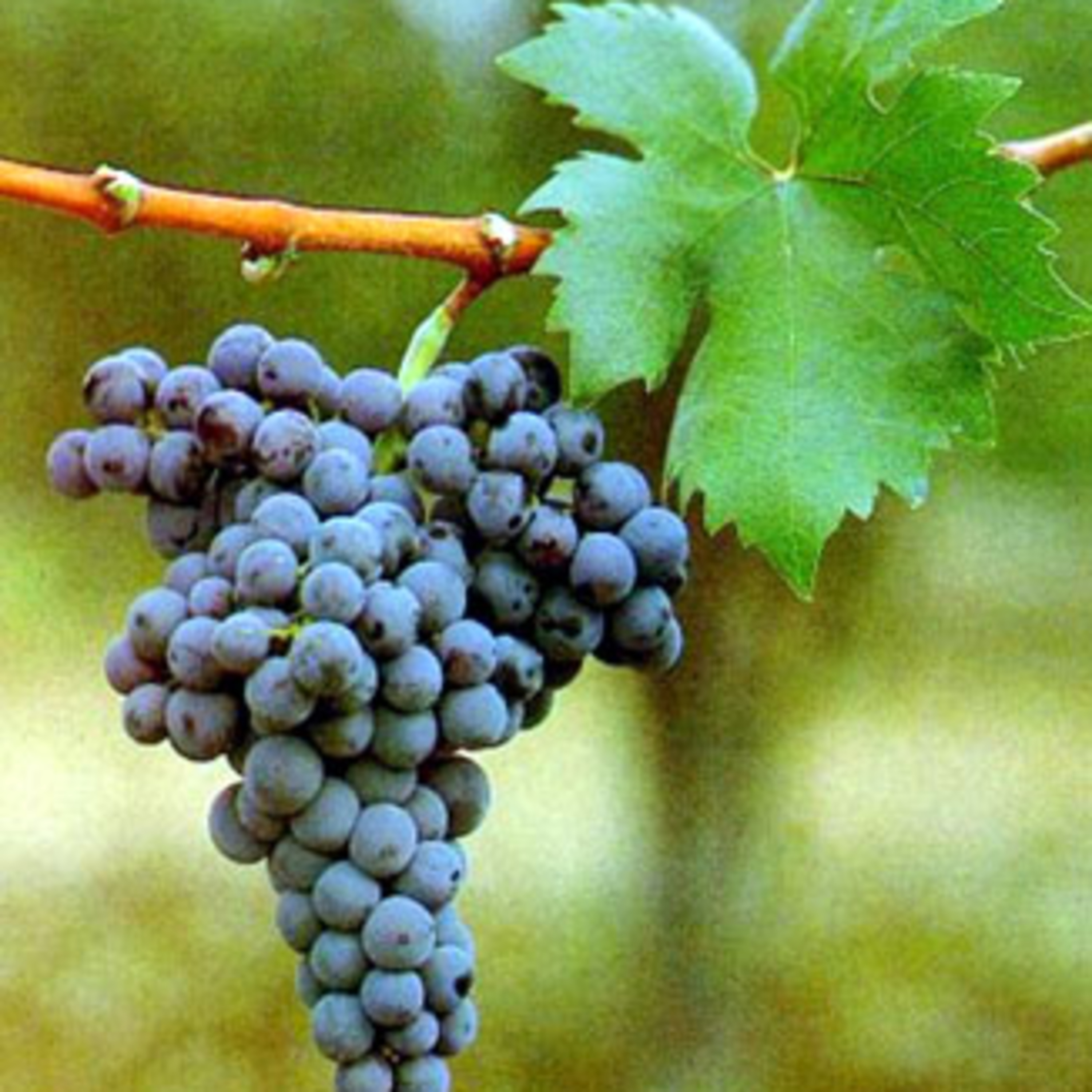 Vinhos etc by Míriam Aguiar