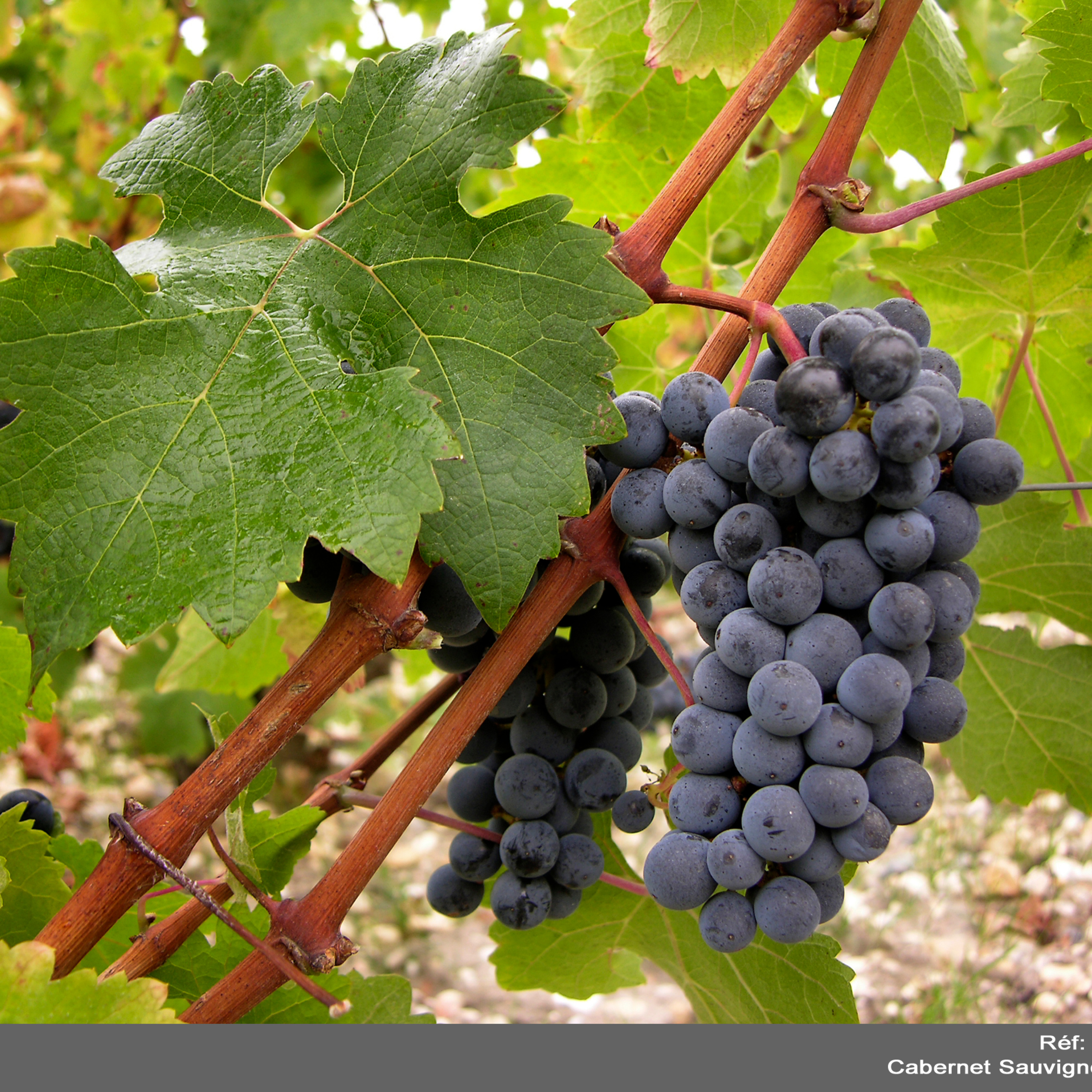 Vinhos etc by Míriam Aguiar