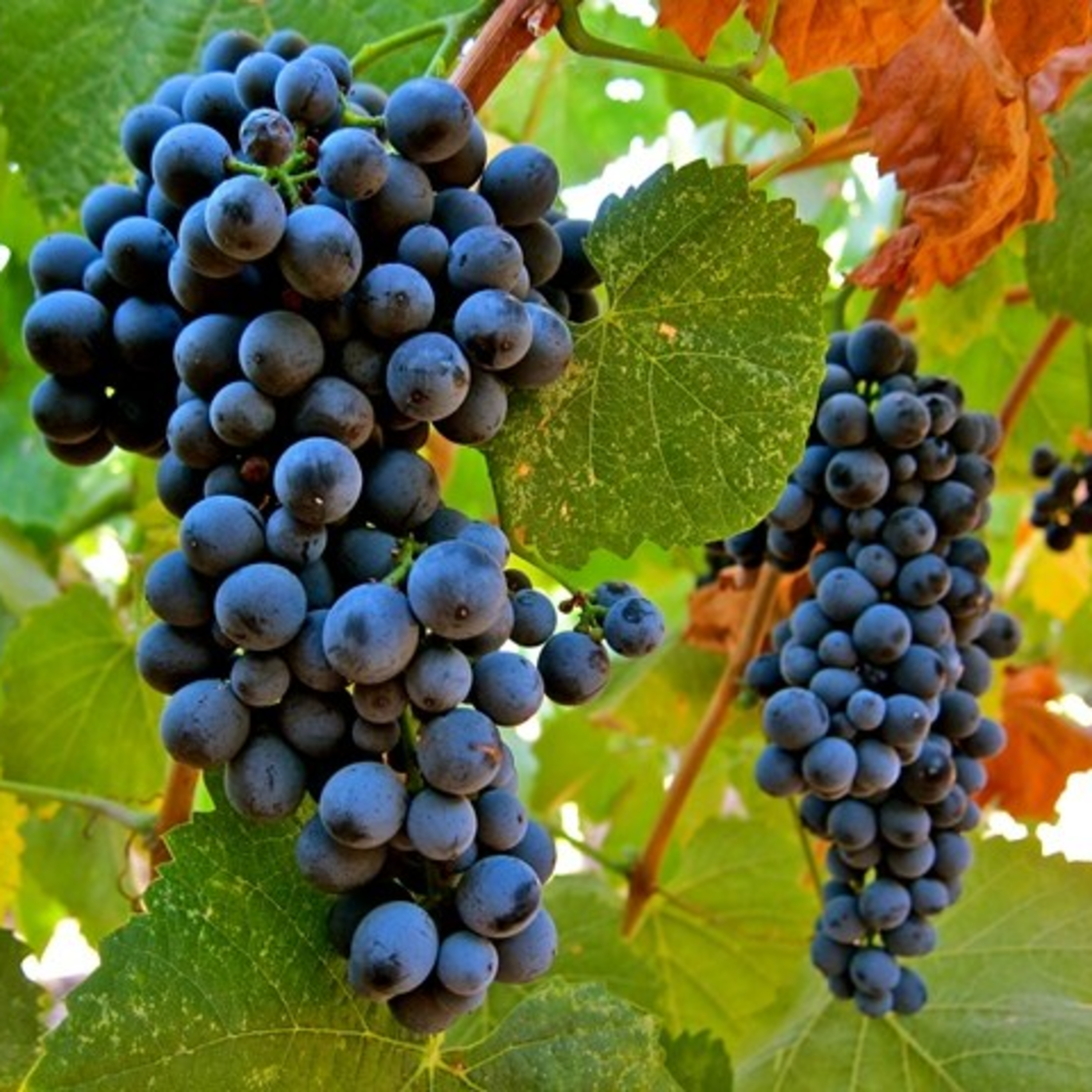 Vinhos etc by Míriam Aguiar