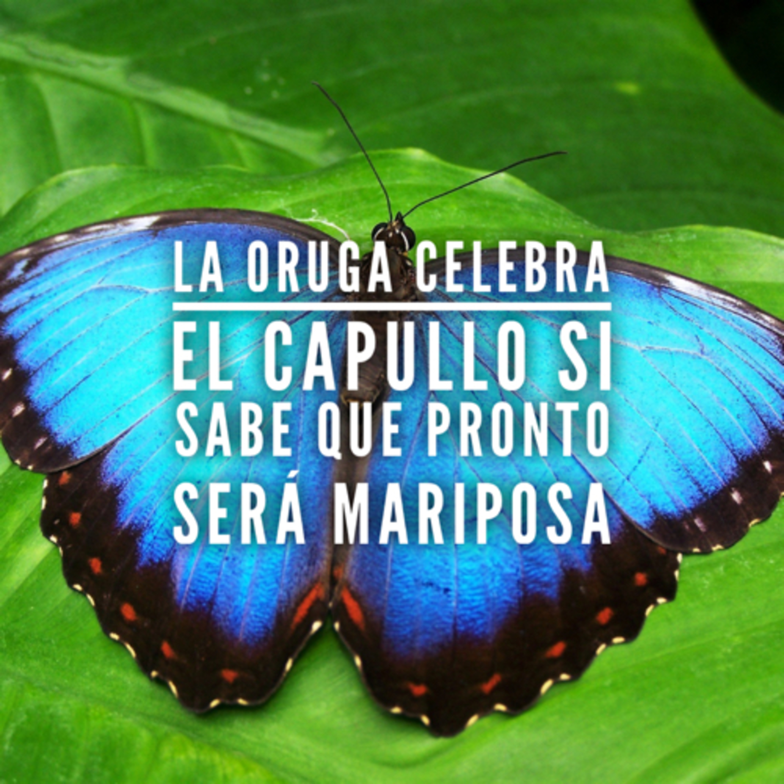 Portada de Ema Picone