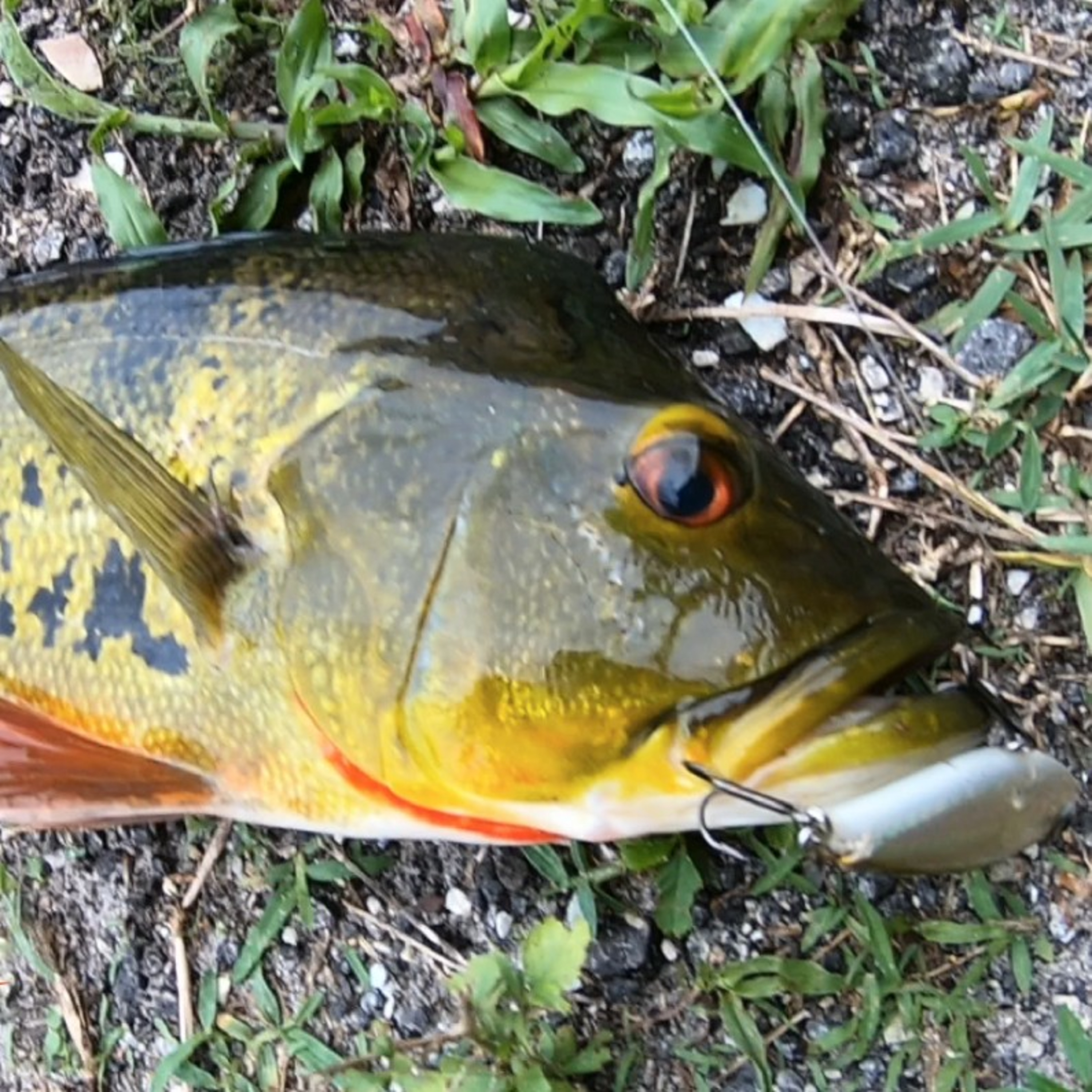 The Marea Fishing PODCAST