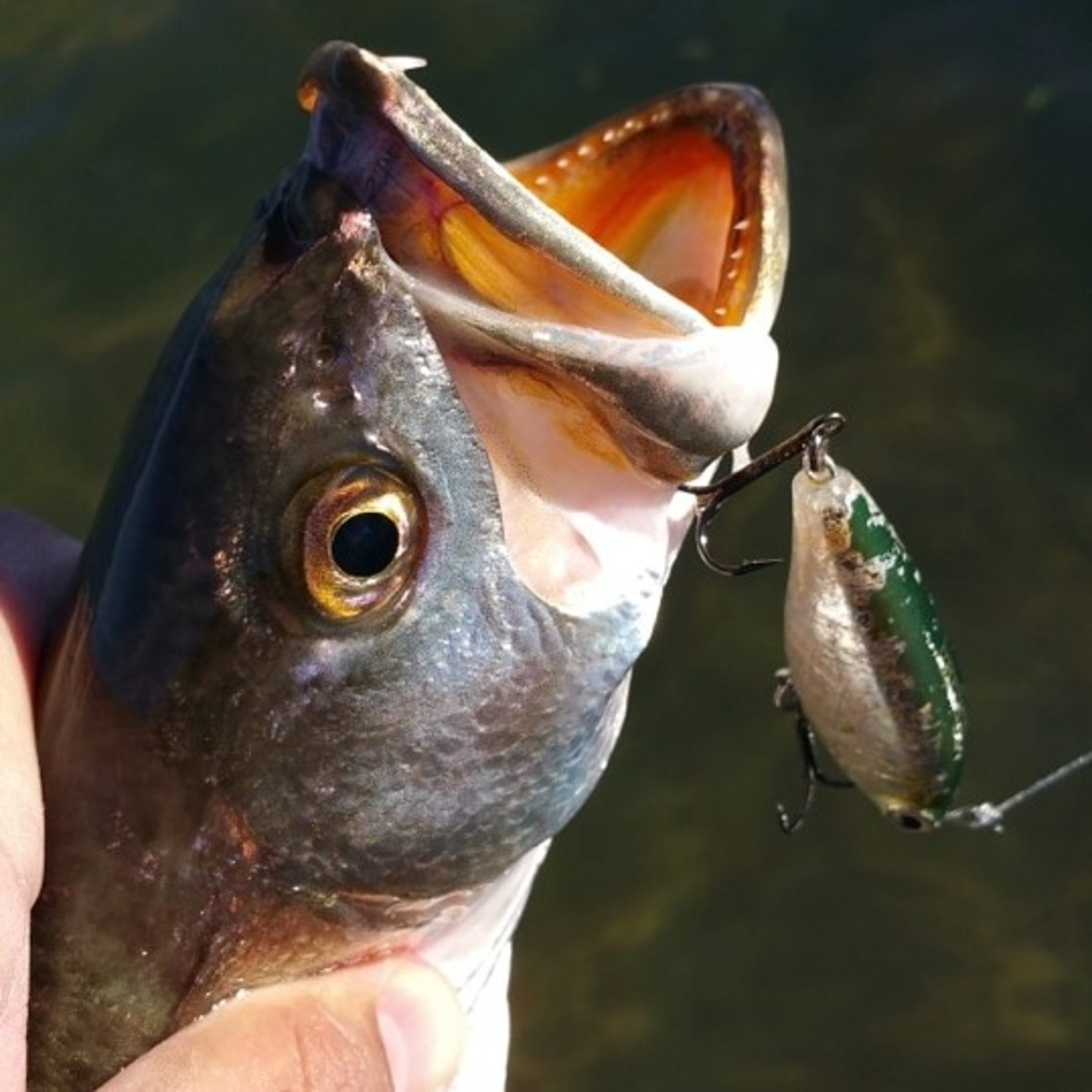 The Marea Fishing PODCAST
