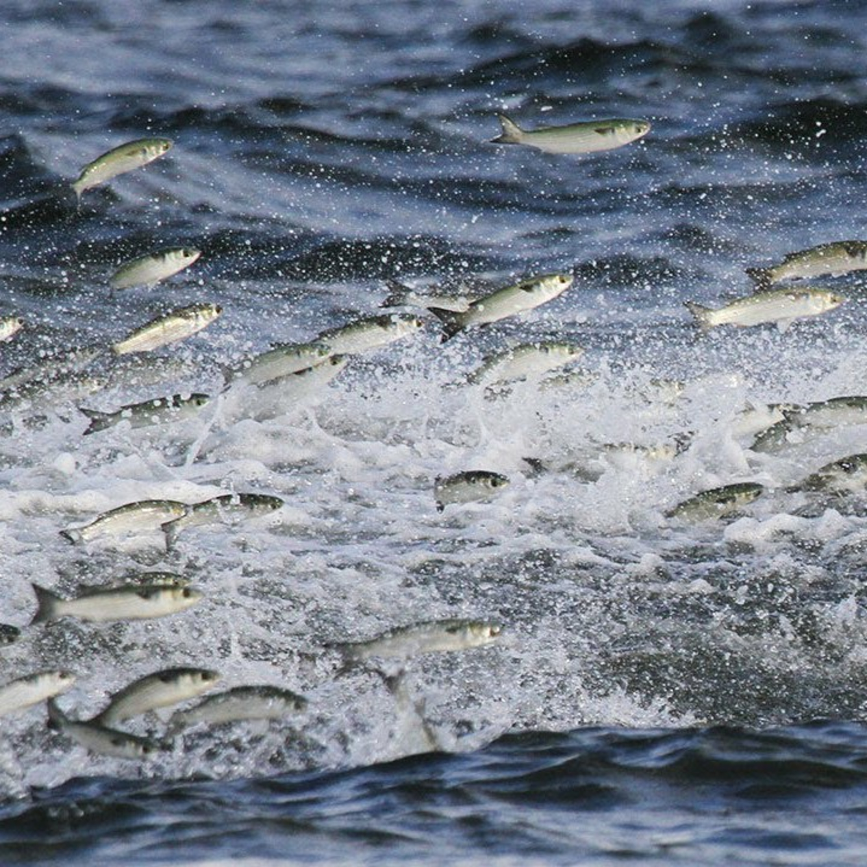 The Marea Fishing PODCAST
