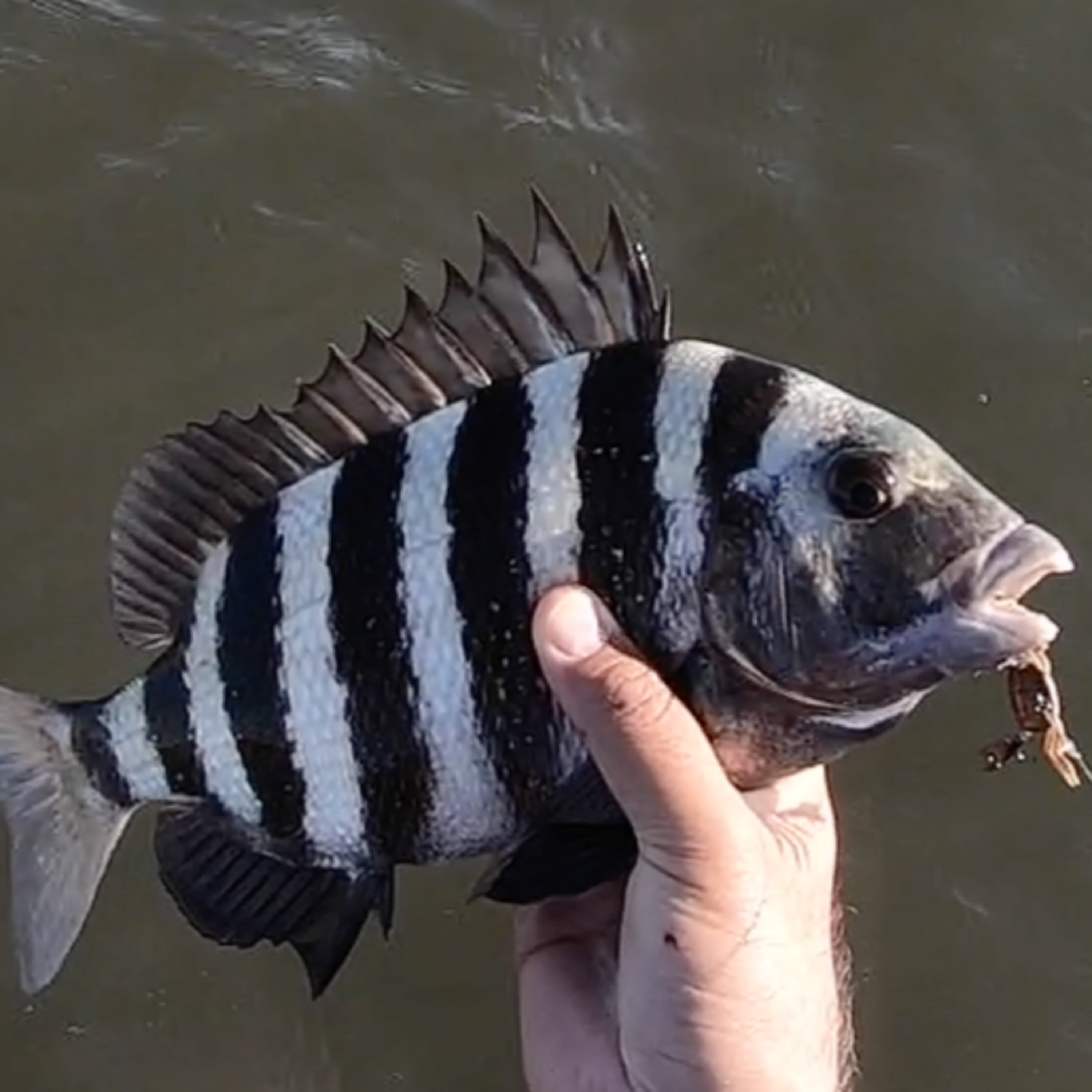 The Marea Fishing PODCAST